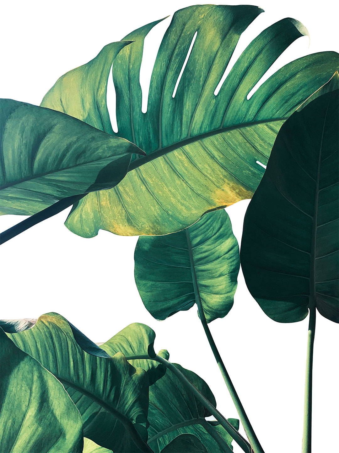 Monstera Kunstværk fra Illux - Gør Dit Hjem Unikt