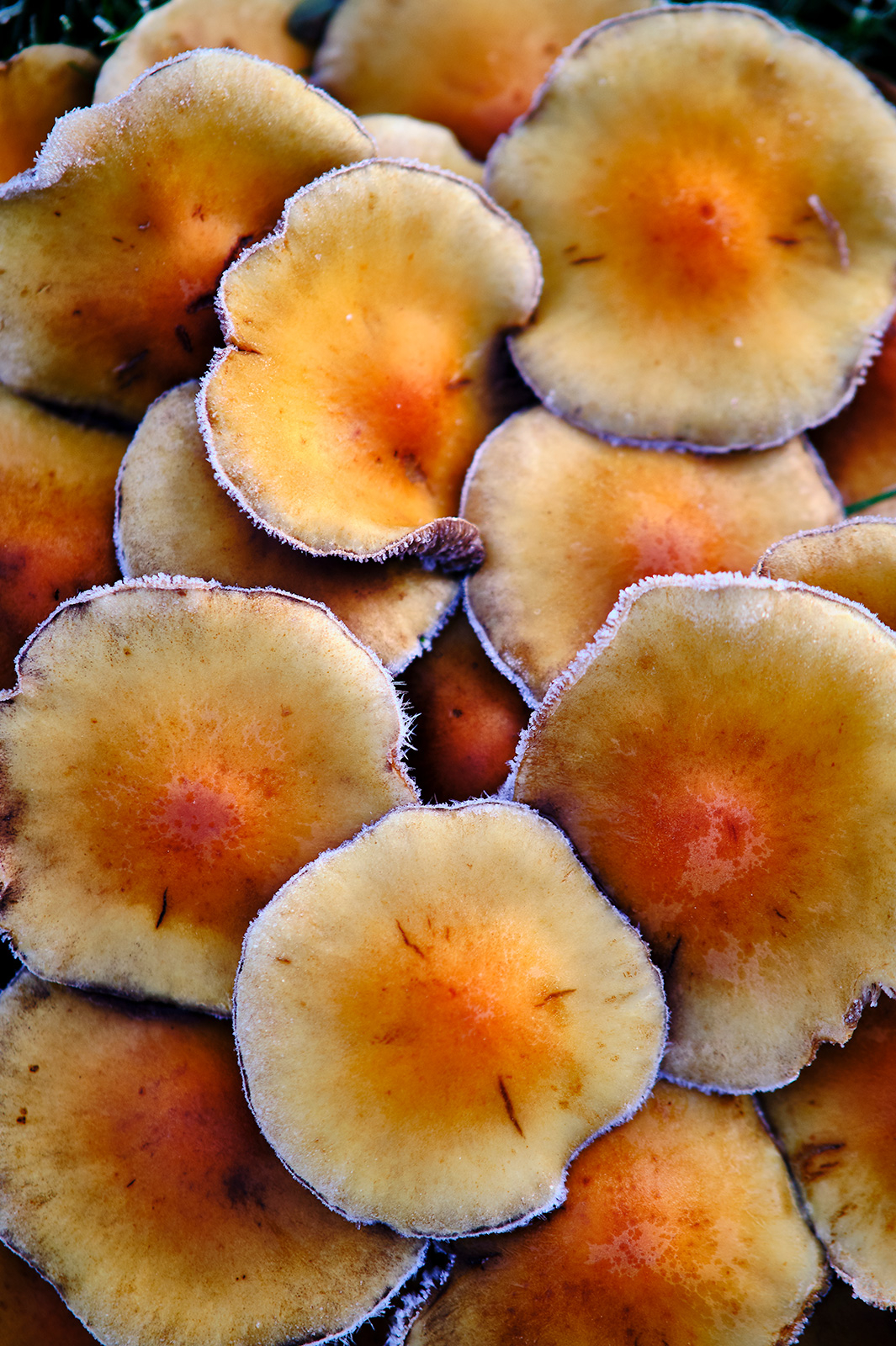 Unikt kunstværk: Morning Frost af Jakob Evers