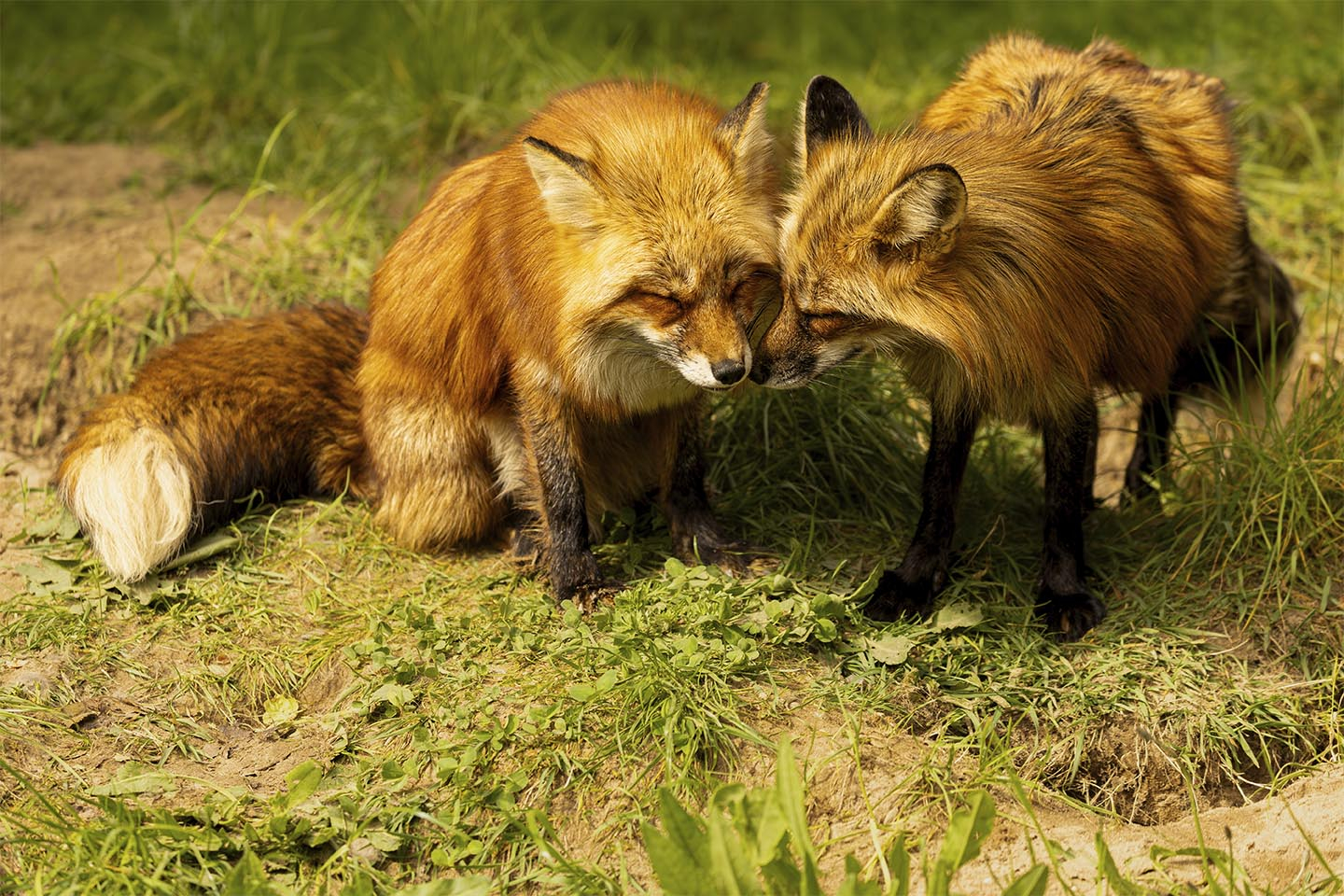 Unikt Rævefoto fra MSJ Natur Foto til dit hjem