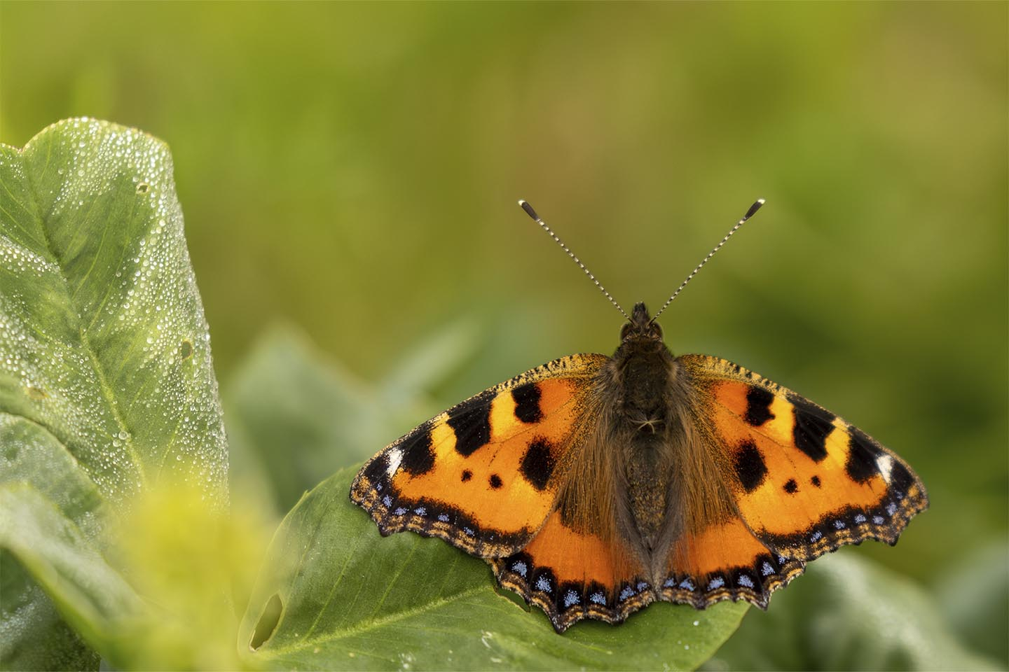 Nældens Takvinge – Unikt Naturfoto til Dit Hjem