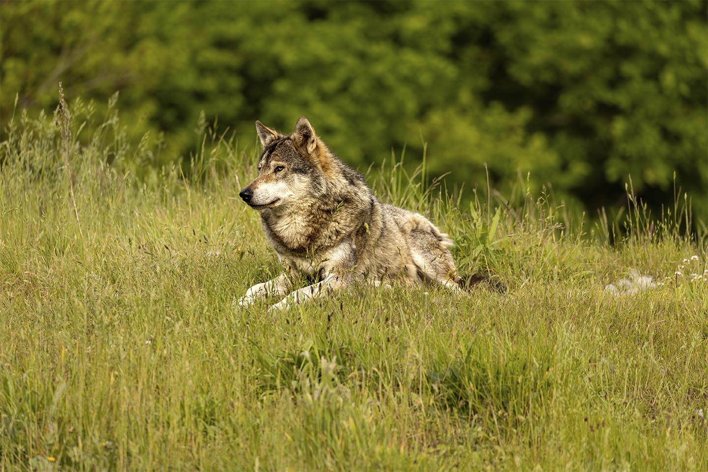 Nord europæisk gra%CC%8A ulv af MSJ Natur Foto