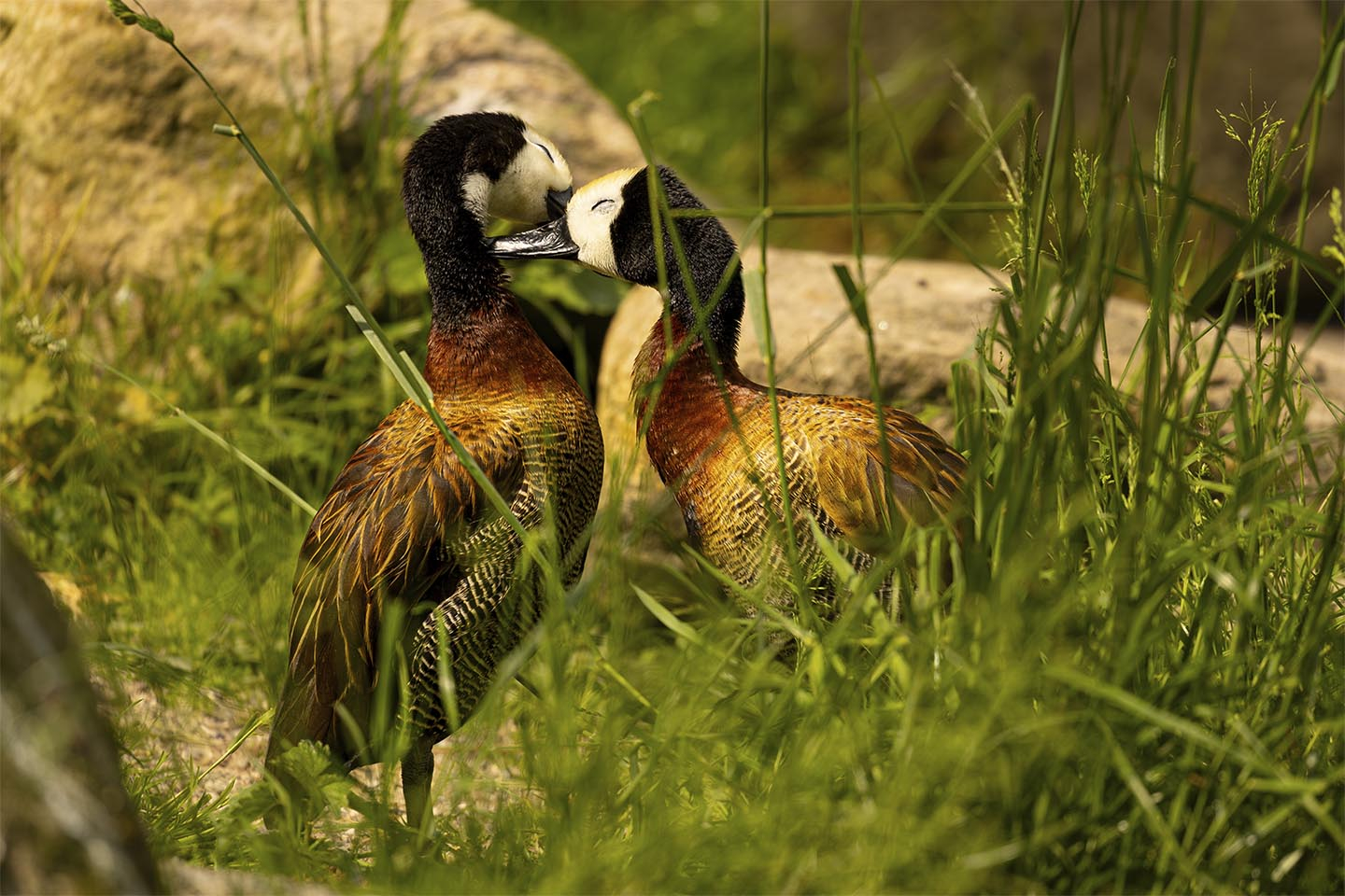 Kærlig Omsorg Blandt Ænder - Unikt Foto fra MSJ Natur Foto