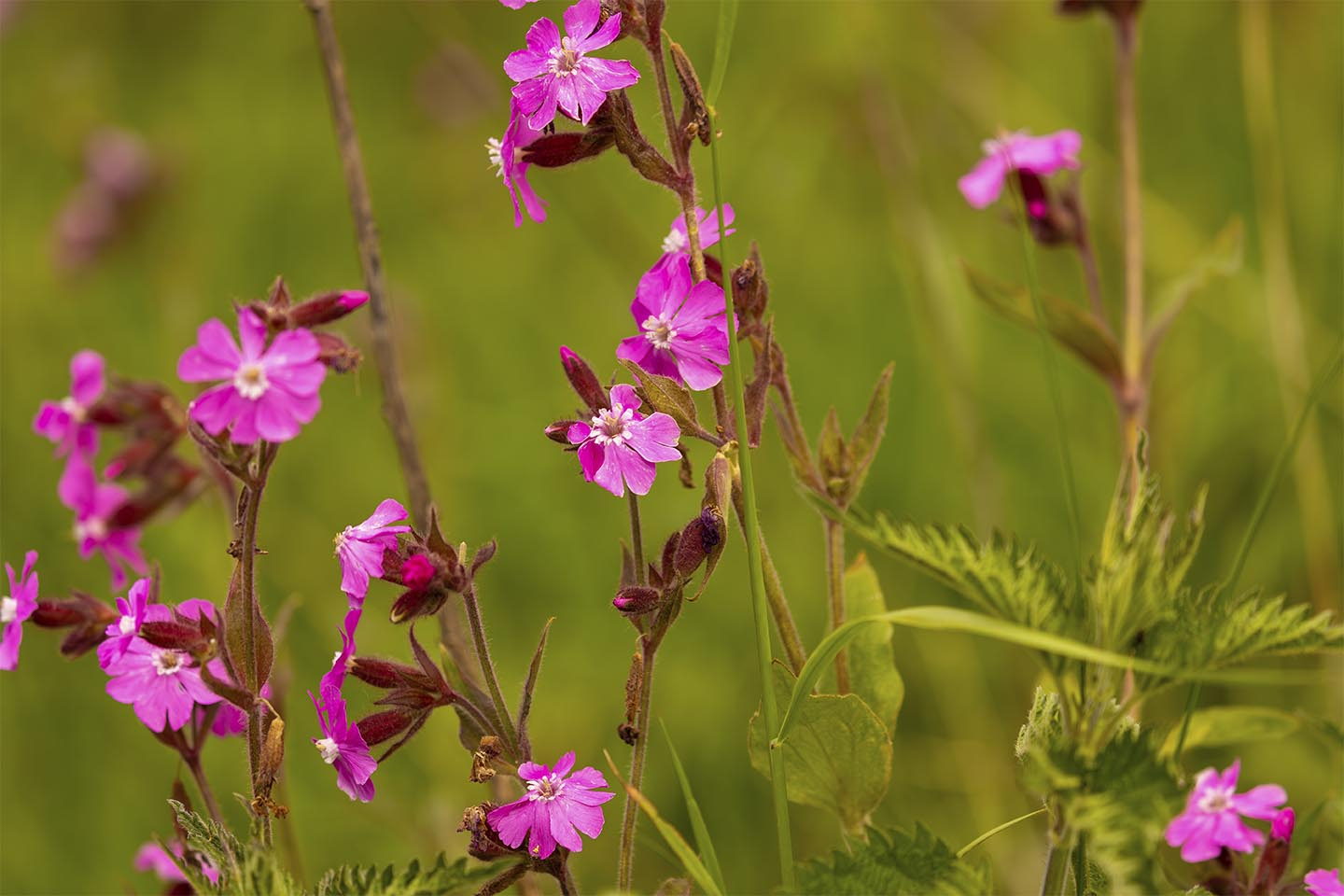 Smuk blomsterfotografi fra MSJ Natur Foto