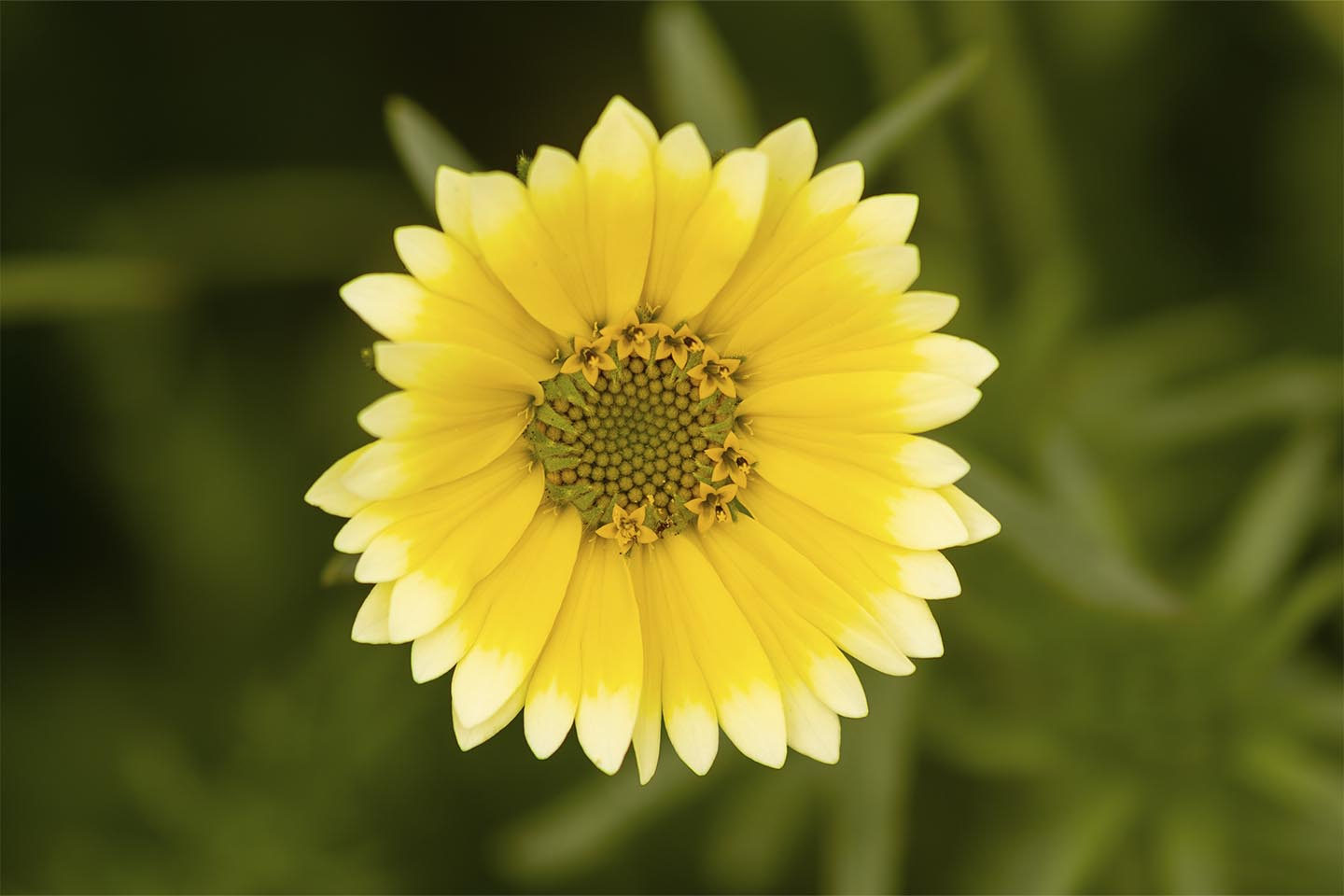 Unikt billede af gul blomst til dit hjem - MSJ Natur Foto