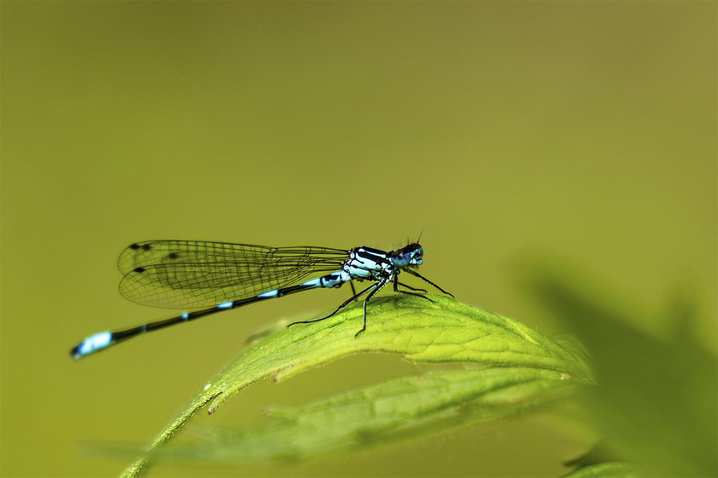 Smuk Vandnymfe Foto fra MSJ Natur Foto - Unik Kunst til Hjemmet