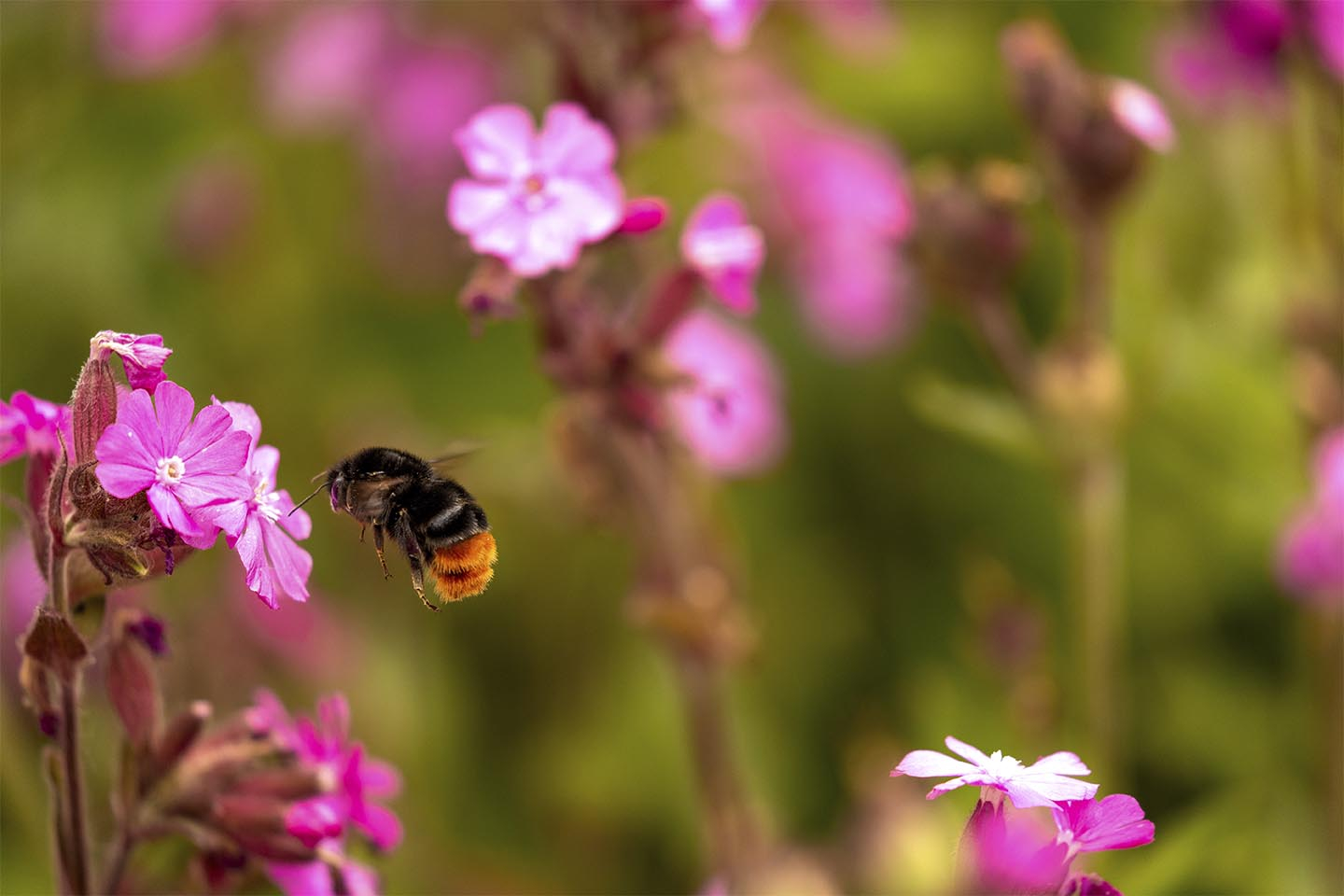 Unikt Naturfoto af Blomster og Humlebi fra MSJ Natur Foto