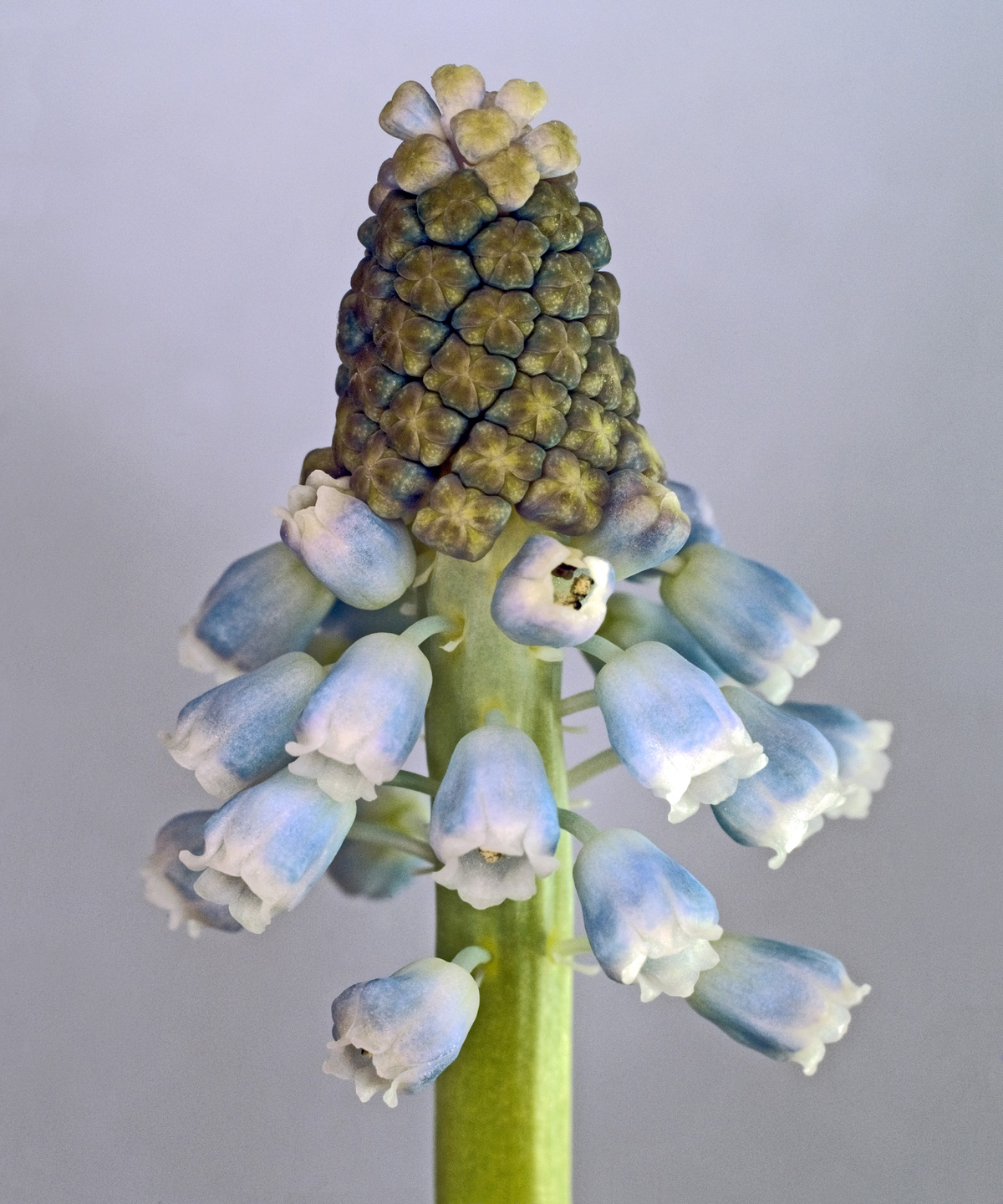 Muscari Botryoides Kunstværk af Pauline Snoeijs - Unikt Billede