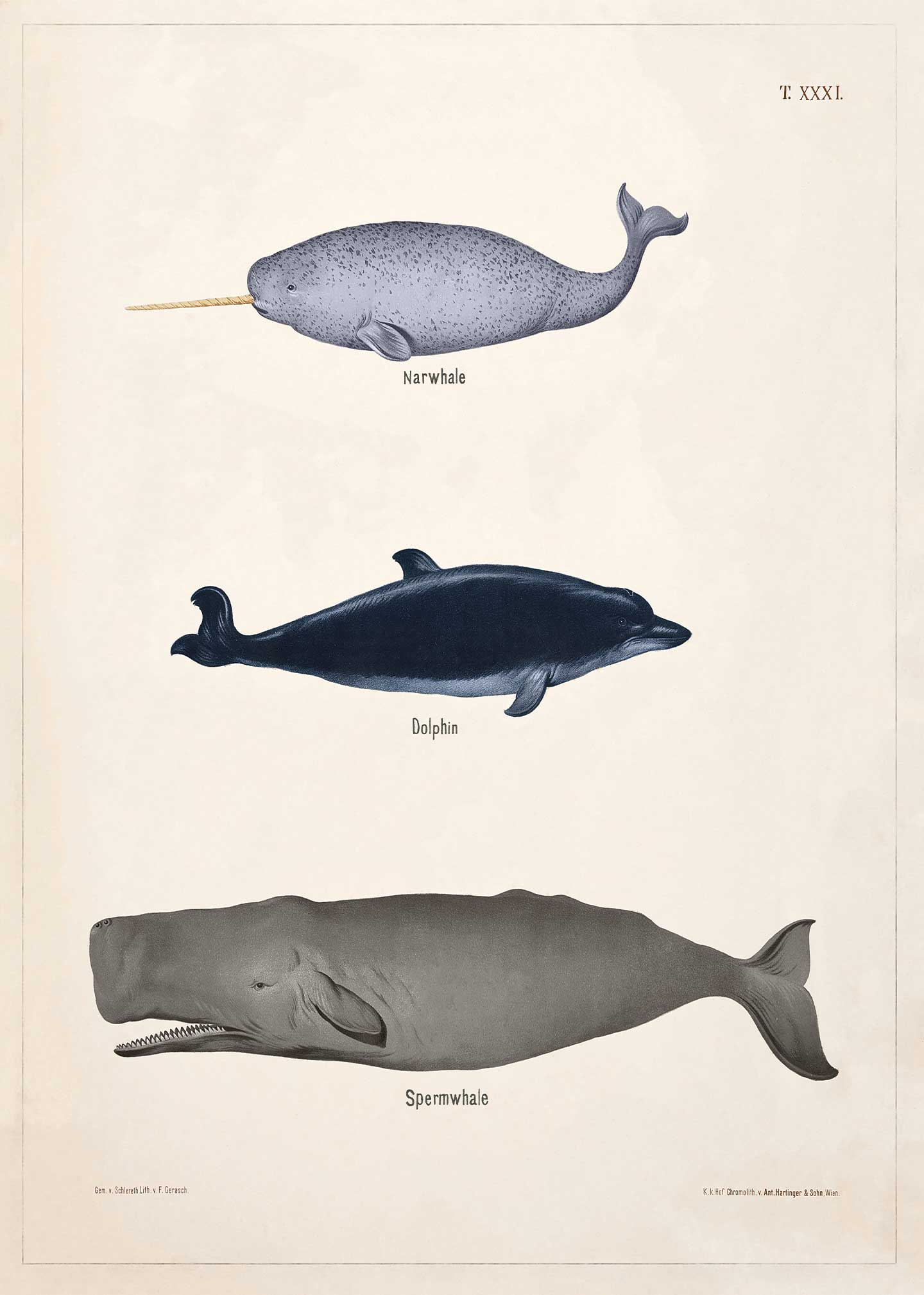 Narhval, Delfin & Kaskelot Plakat – Vintage Kunst 1889