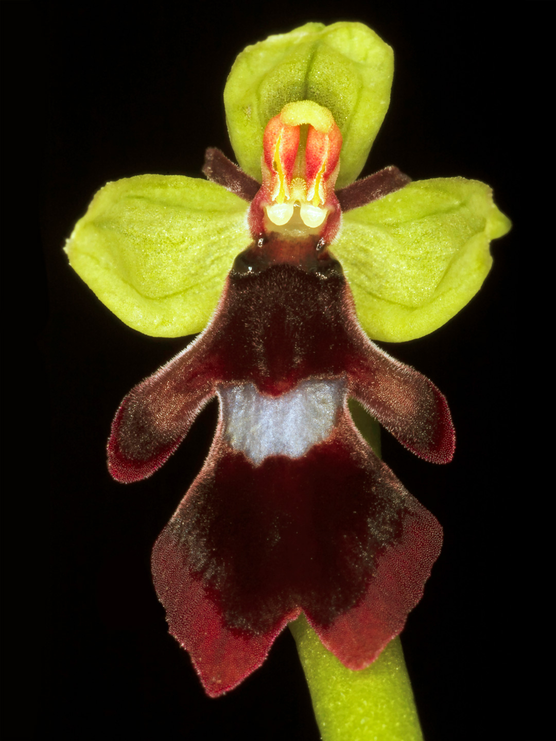 Ophrys Insectifera Kunsttryk af Pauline Snoeijs