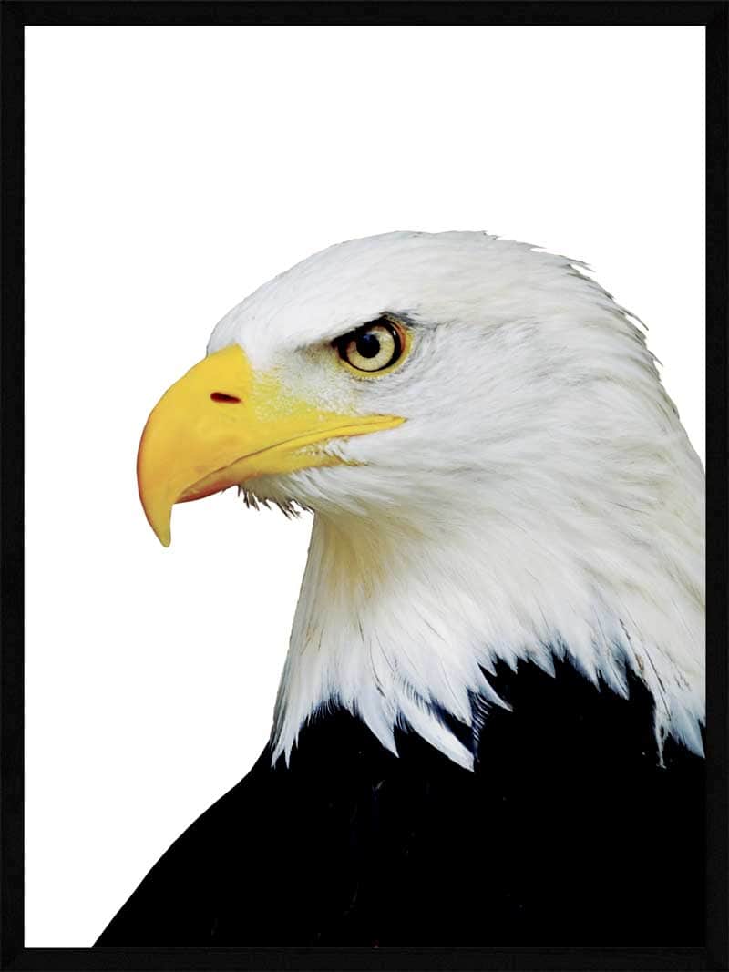 Ørn Plakat - Fantastisk Kunstværk til Dyr Elskere