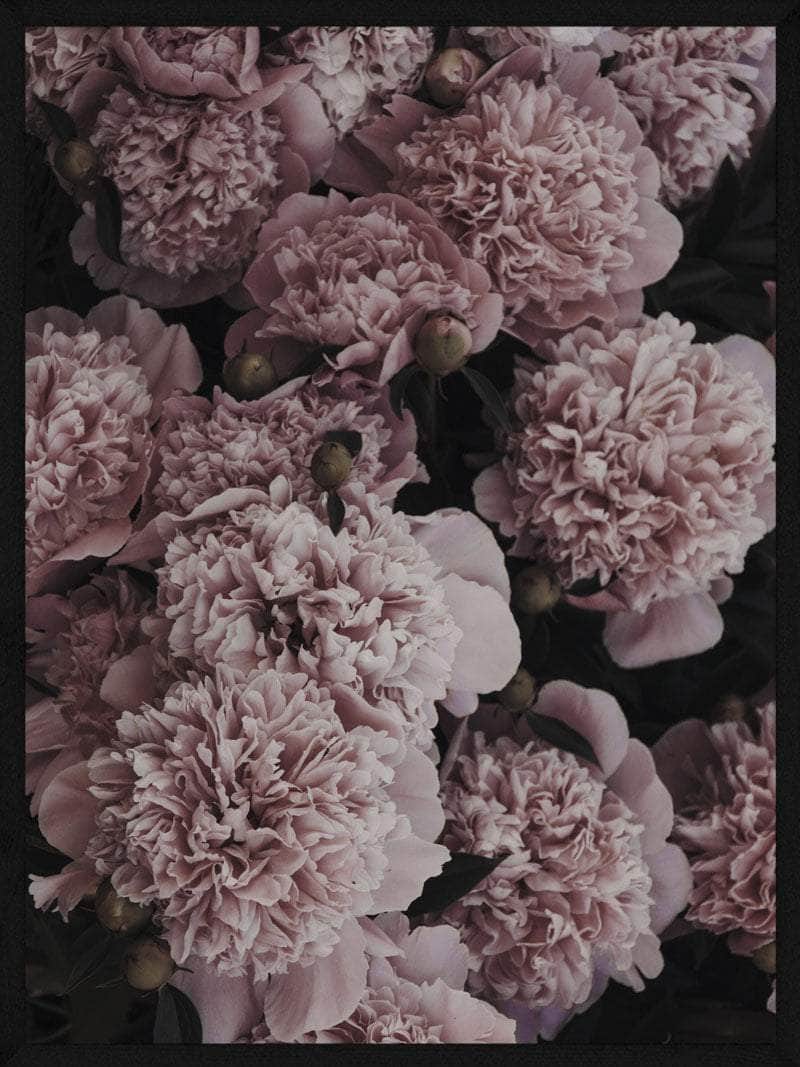 Smuk Pæon Plakat fra Postersbyus - Botanisk Kunst