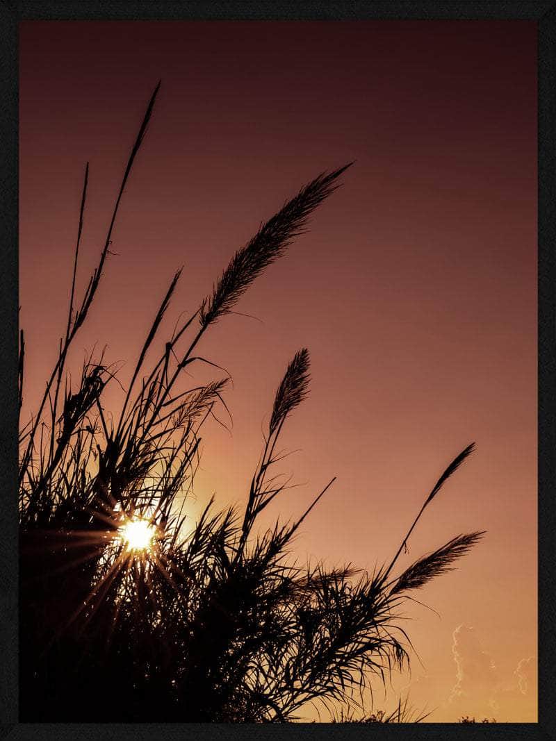 Rød Himmel Pampas Plakat – Stilfuld Botanisk Kunst til Hjemmet