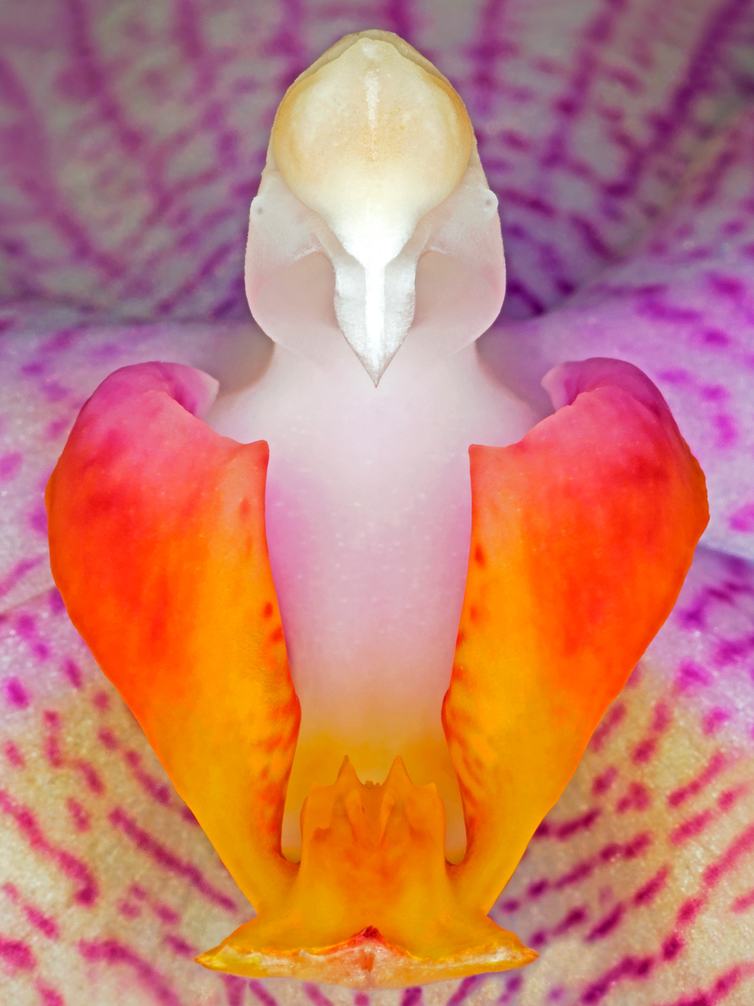Elegant kunstværk: Phalanaeopsis 1 af Pauline Snoeijs