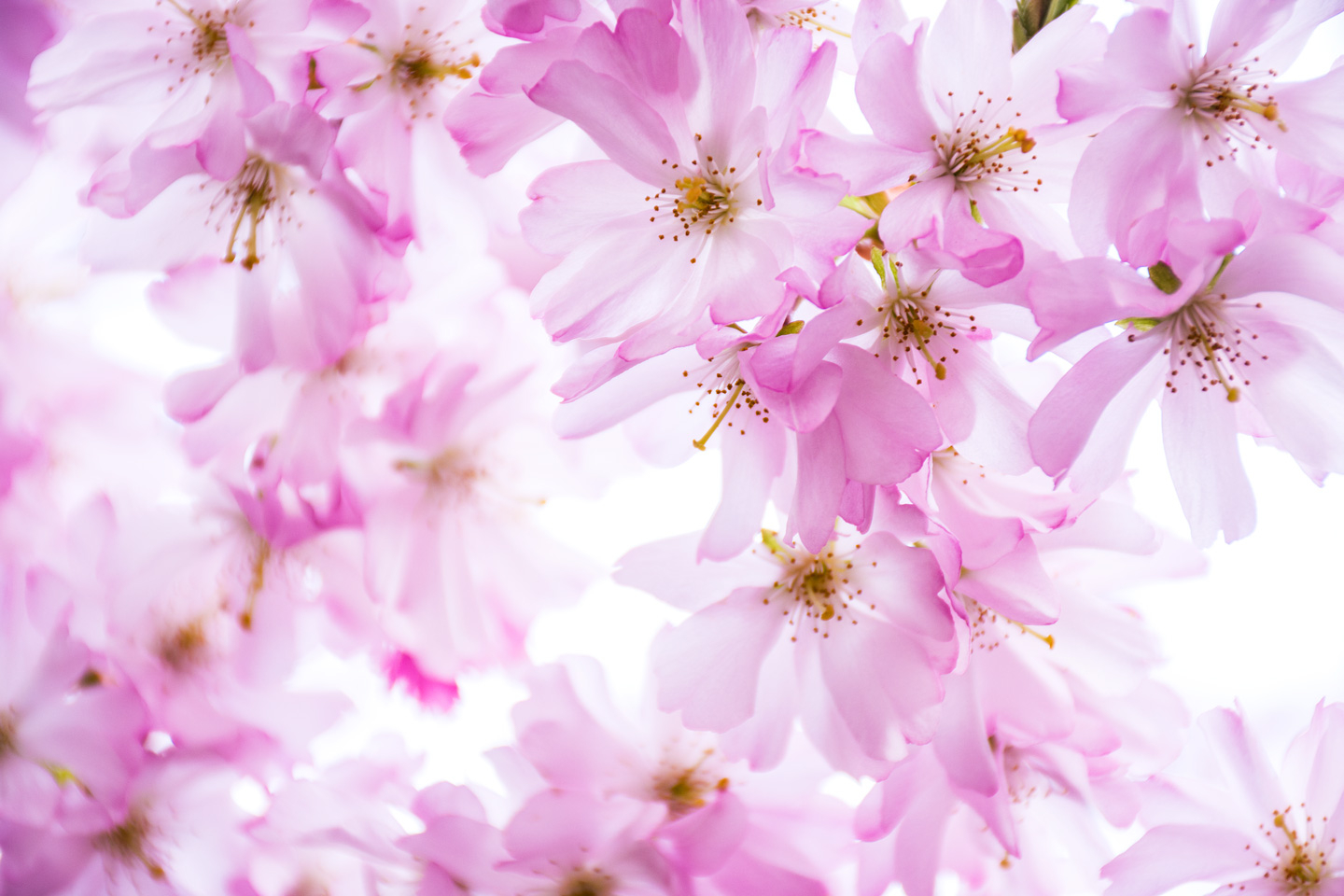 Pink Cherry Dream Kunstværk - Unik Naturskønhed til Hjemmet