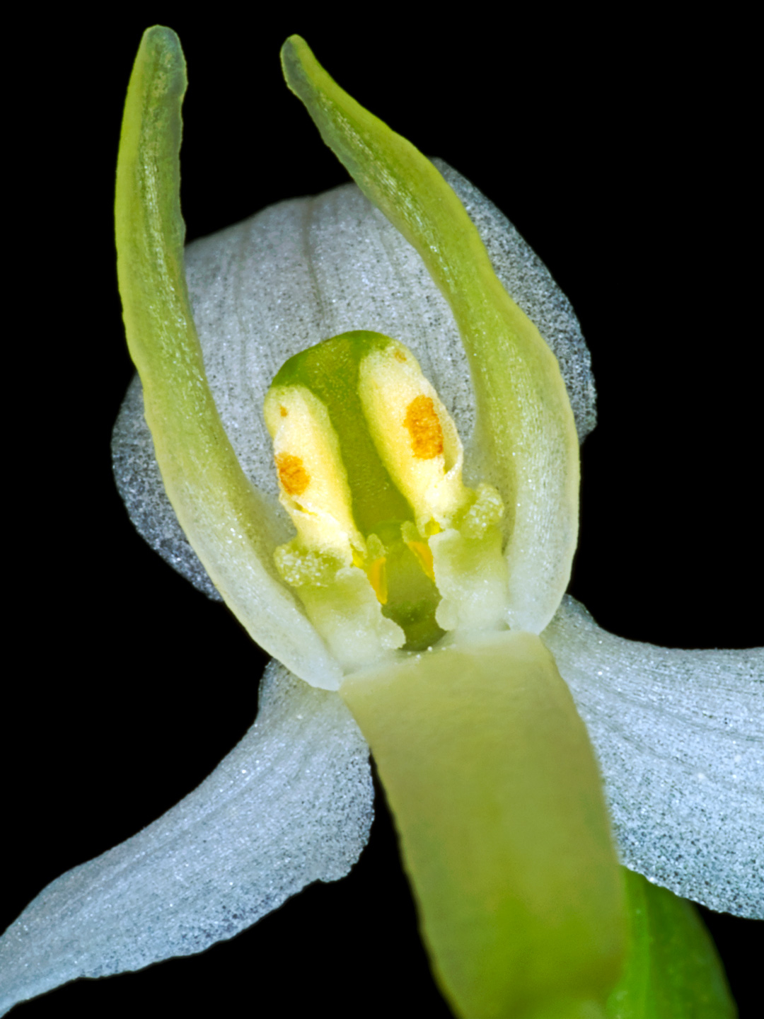 Platanthera Bifolia Kunstværk - Unikt Design til Dit Hjem