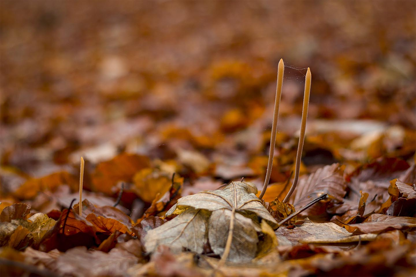 Autumn forest floor af Rasmus Gundorff Sæderup