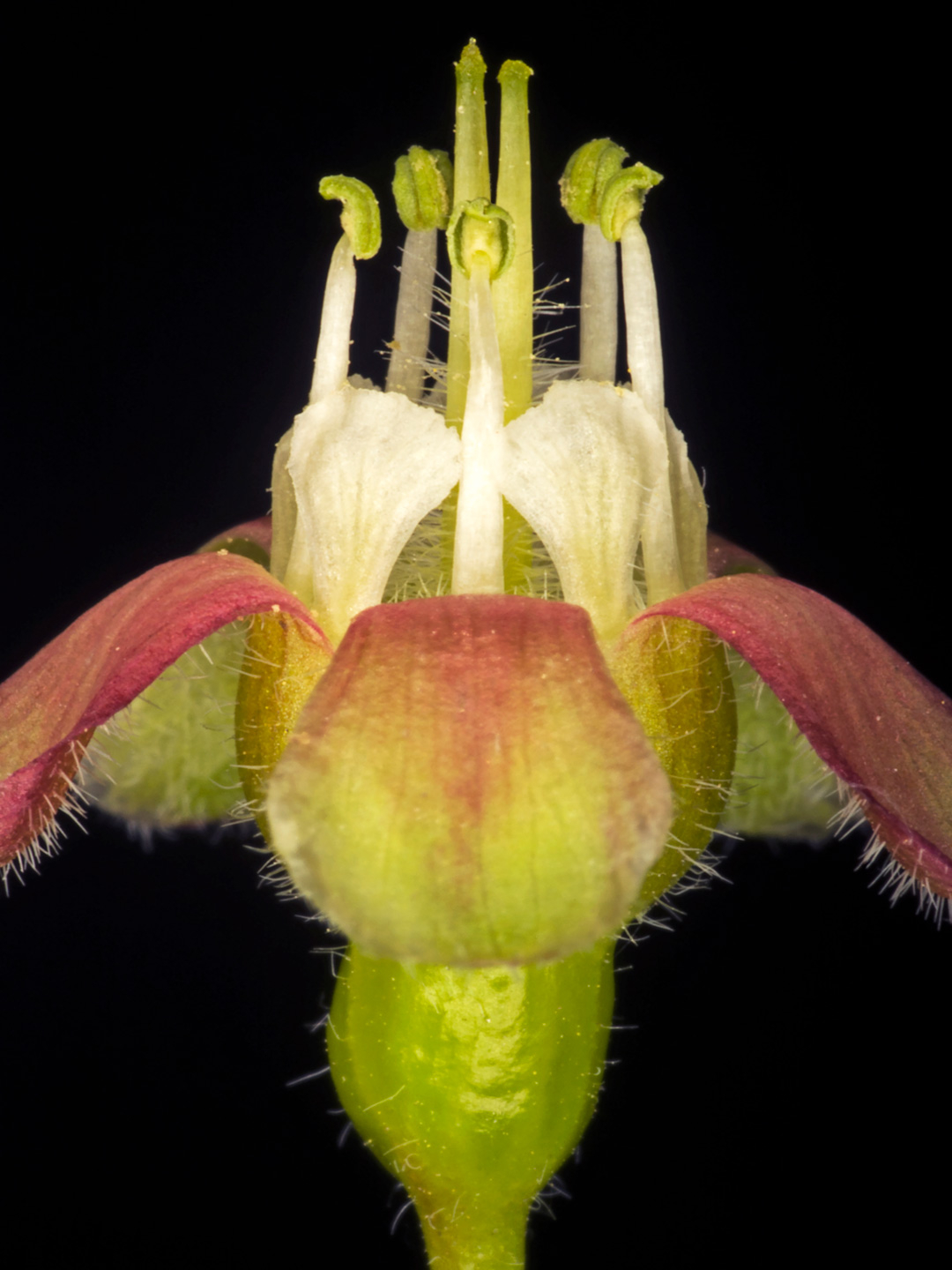 Ribes Uva-crispa Kunsttryk af Pauline Snoeijs - Unik Dekoration