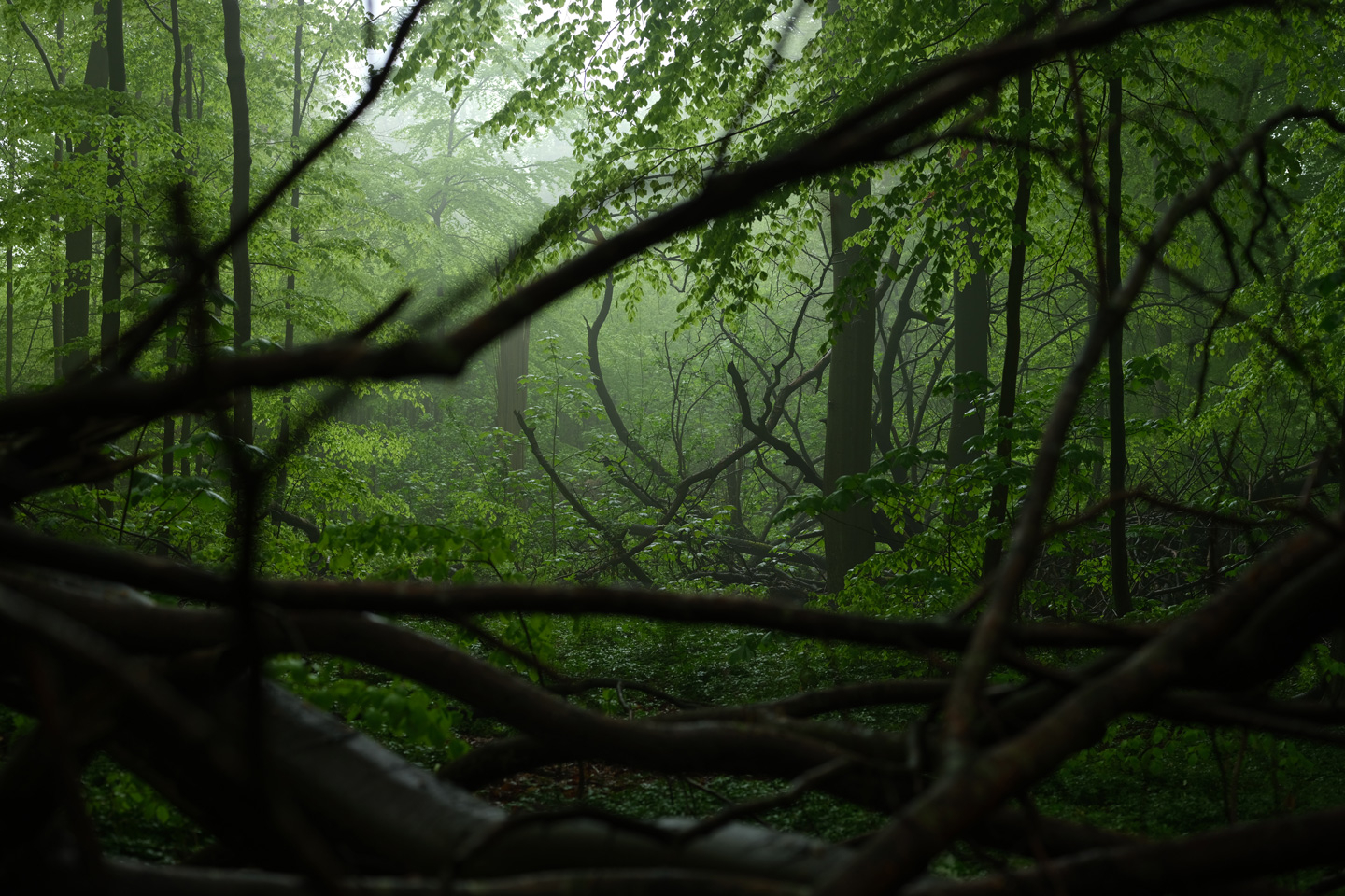 Risskov2 Fotokunst - Unik Naturoplevelse til Dit Hjem