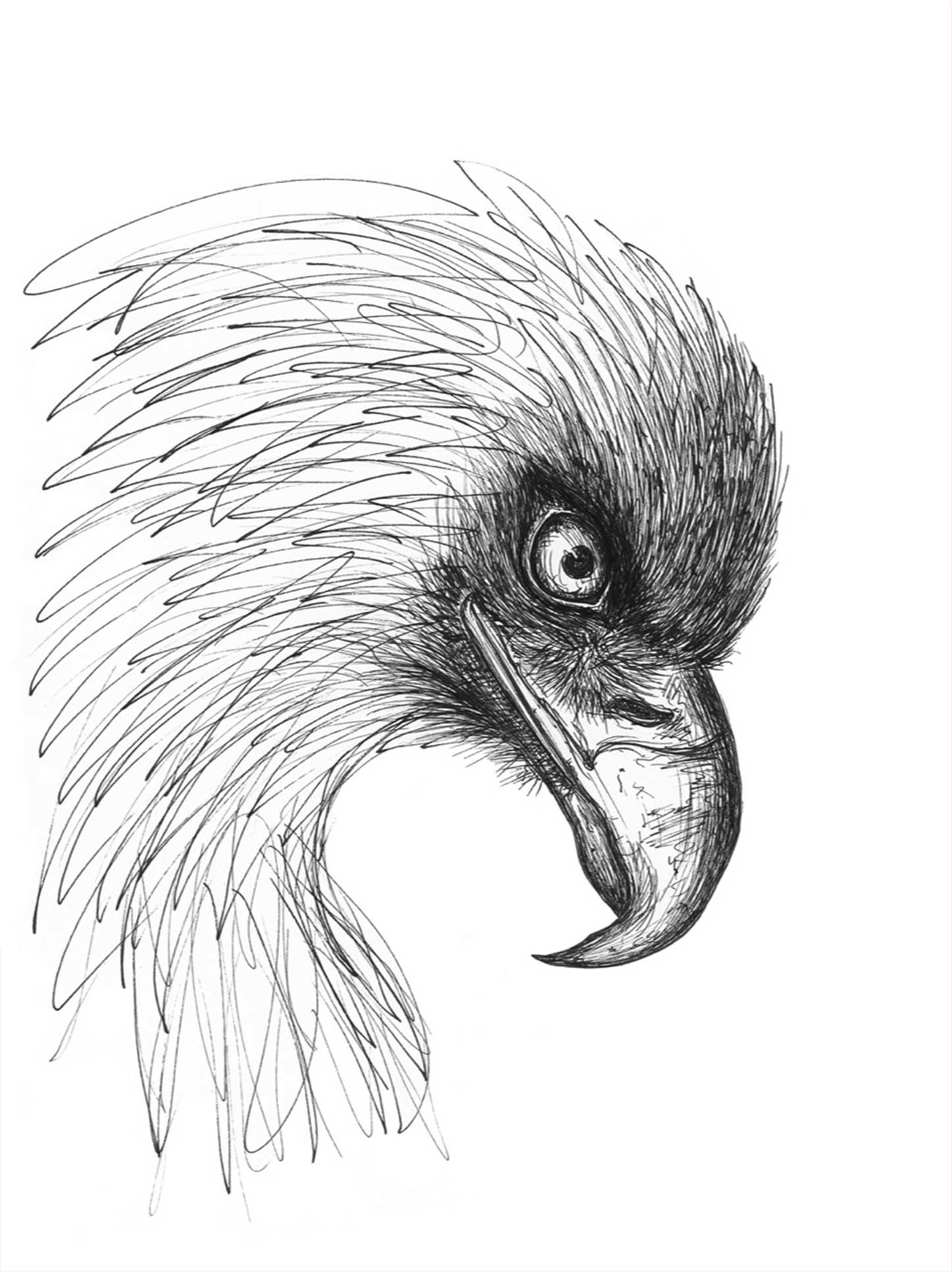 Ørnen Gorm - Illustration af Tina Seirup Nielsen