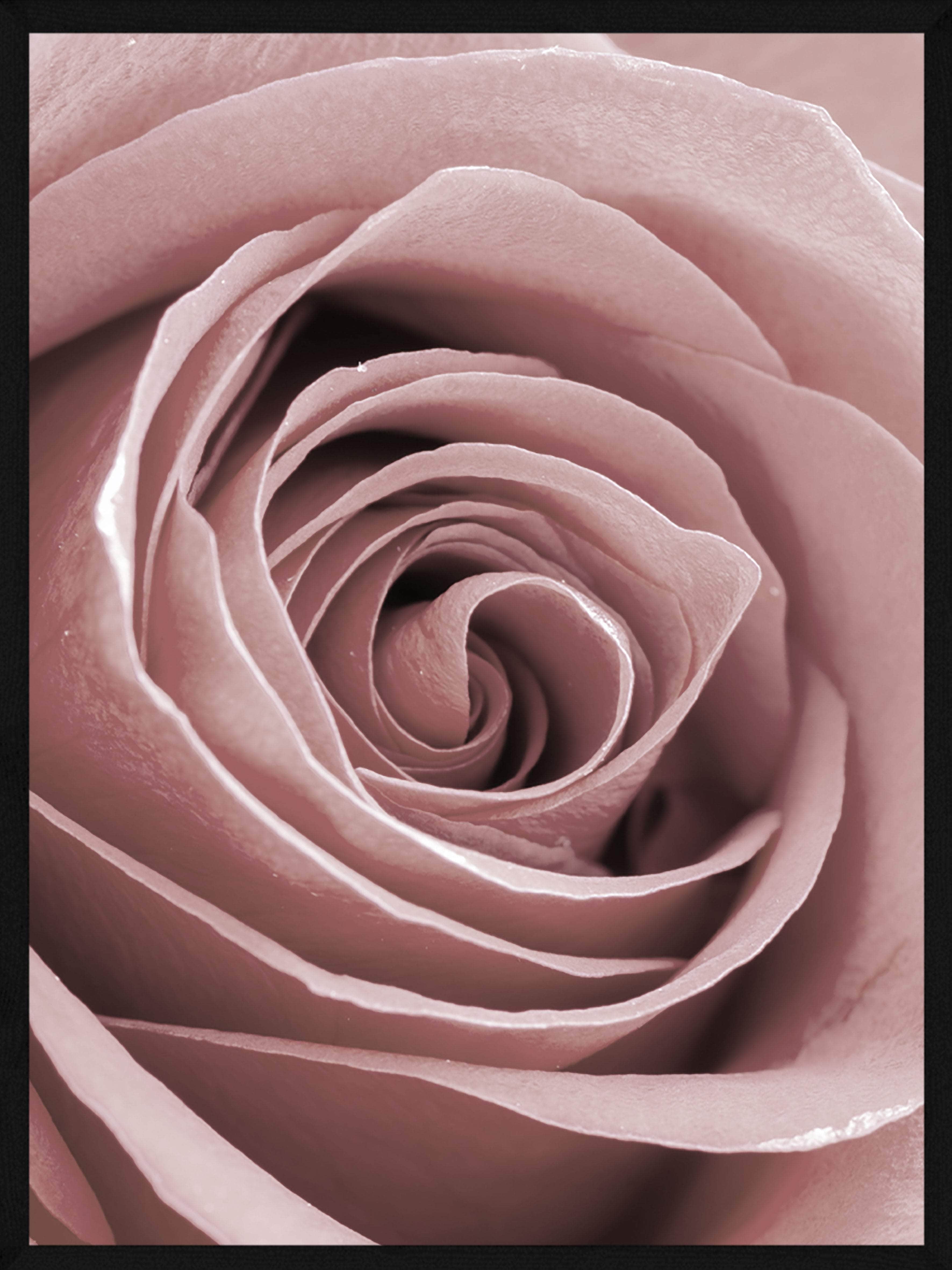 Rosen Close-Up Plakat – Botanisk Kunst til Dit Hjem