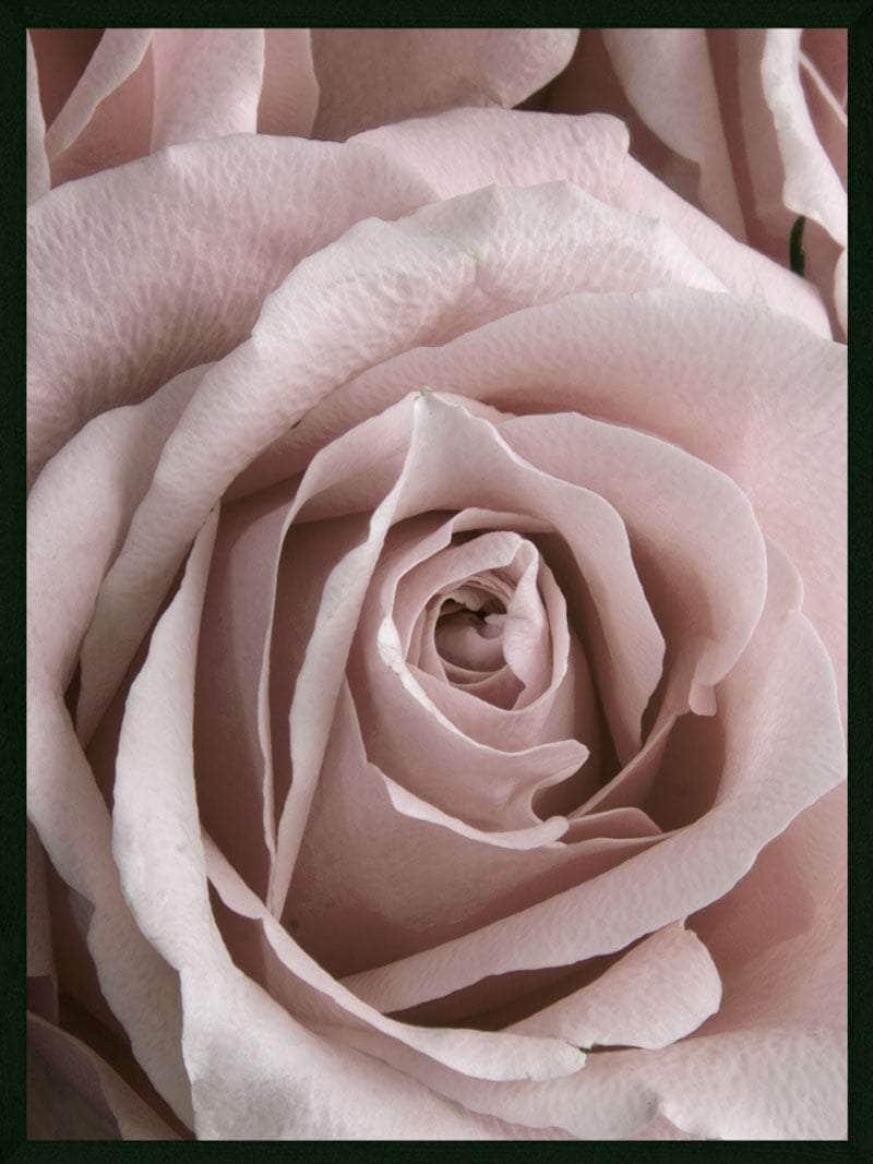 Rosen Closeup Plakat - Botanisk Kunst til Dit Hjem