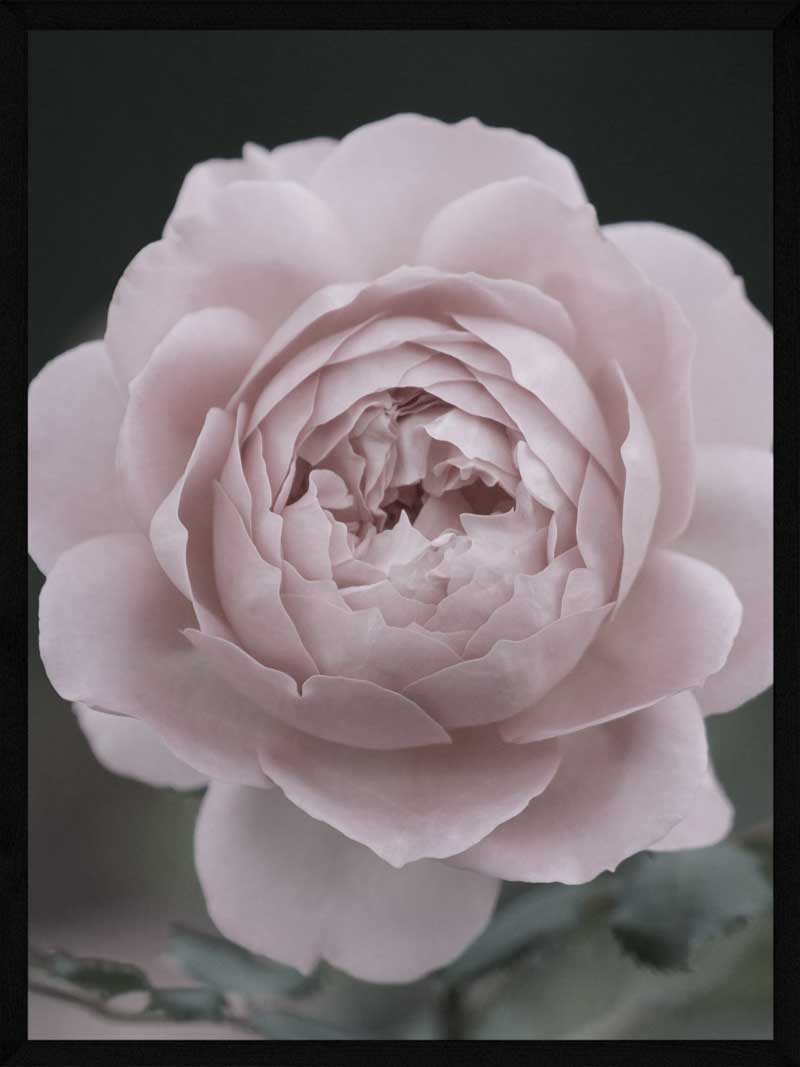 Rosenplakat med stilk - Smuk botanisk kunst til hjemmet