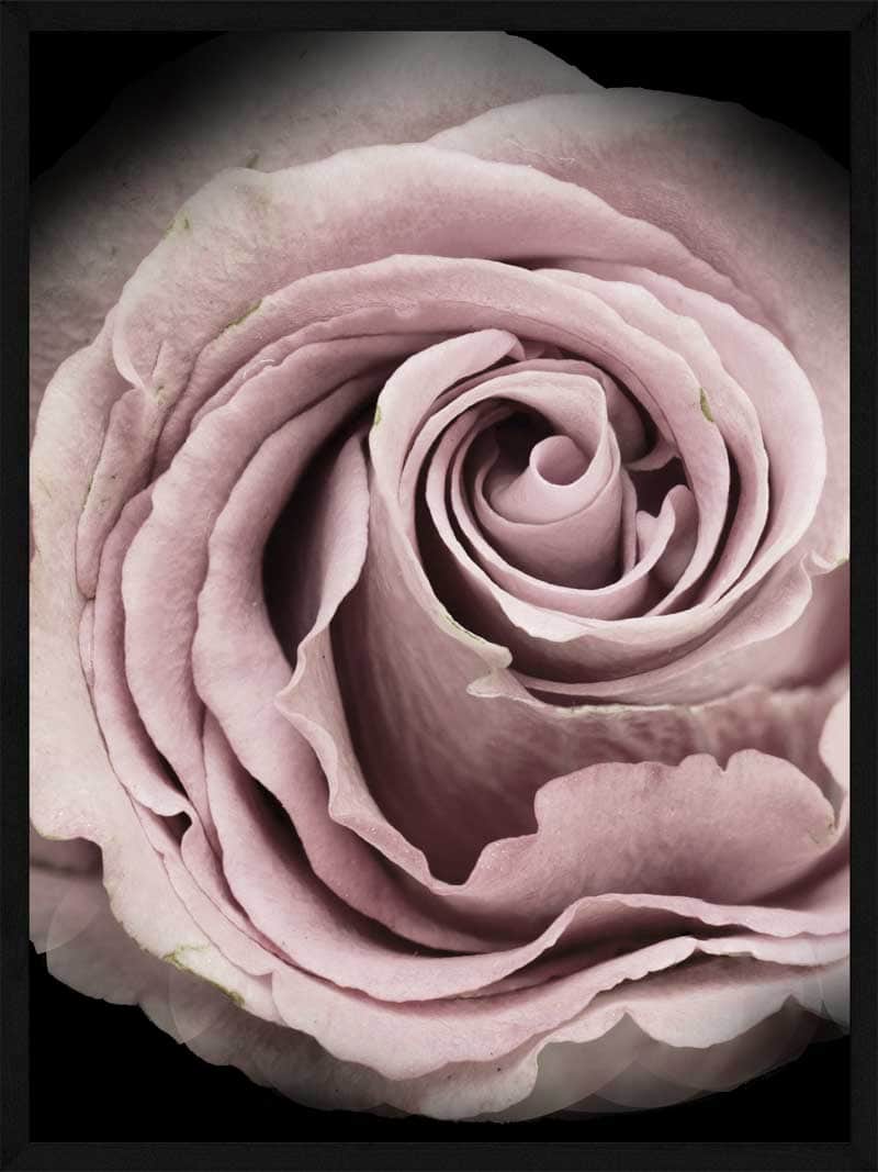 Rosen Plakat – Elegant Botanisk Vægkunst til Dit Hjem