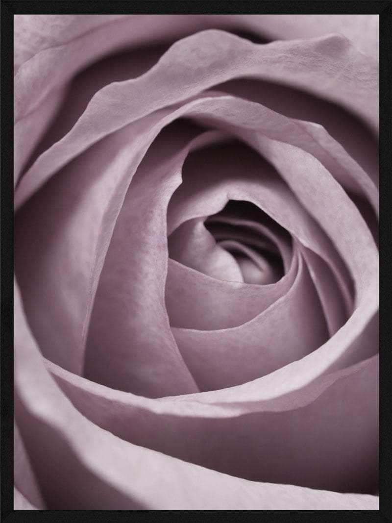 Rosen Spiral Plakat – Smuk botanisk kunst til hjemmet