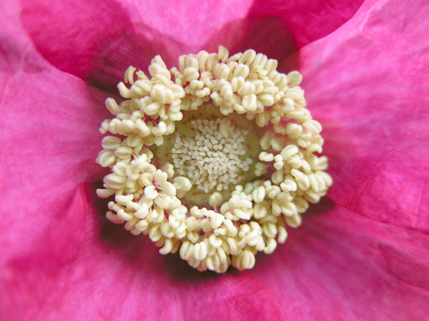 Rubus Odoratus Kunsttryk af Pauline Snoeijs - Unik Naturkunst
