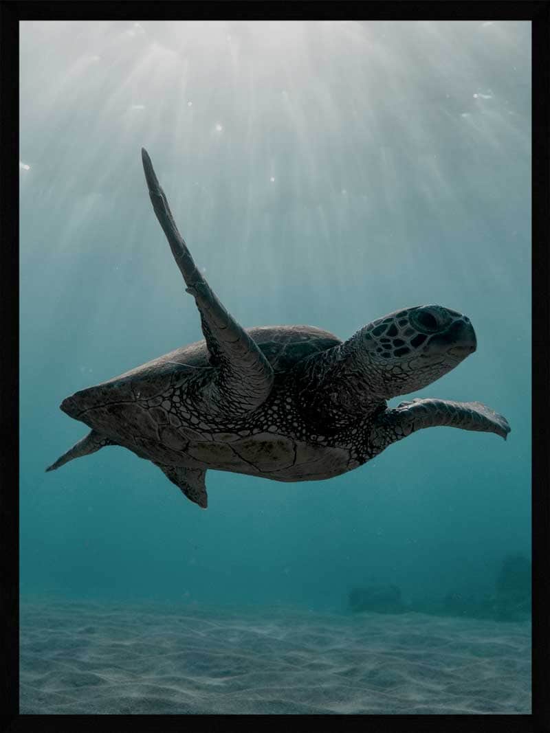 Skildpadde Under Havet - Smuk Plakat til Dyr