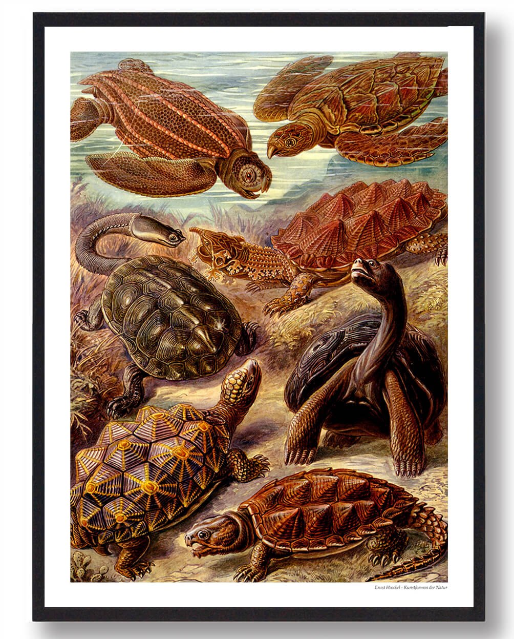 Skildpadder - plakat