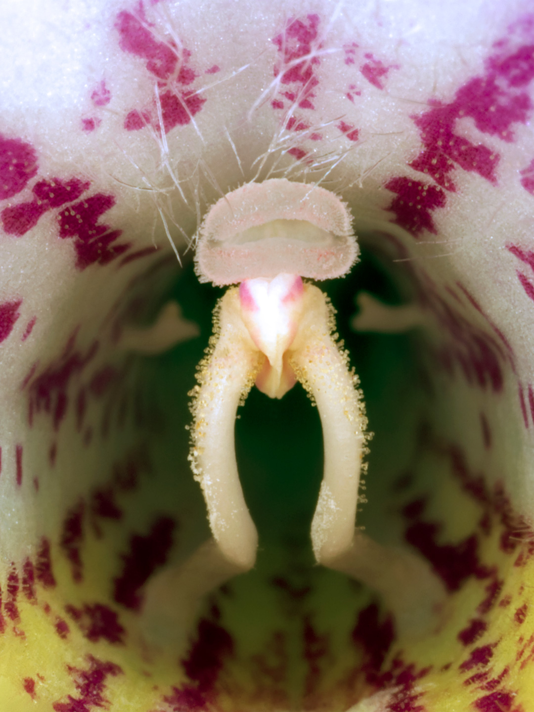 Unikt Streptocarpus Kunsttryk – Smuk Hjemmedekoration