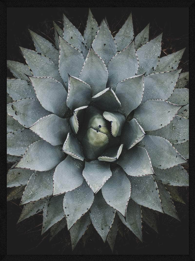 Sukkulent Plakat til Botanisk Indretning