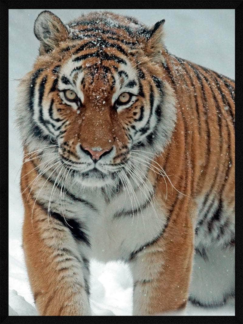 Tiger i sneen - smuk plakat fra Postersbyus