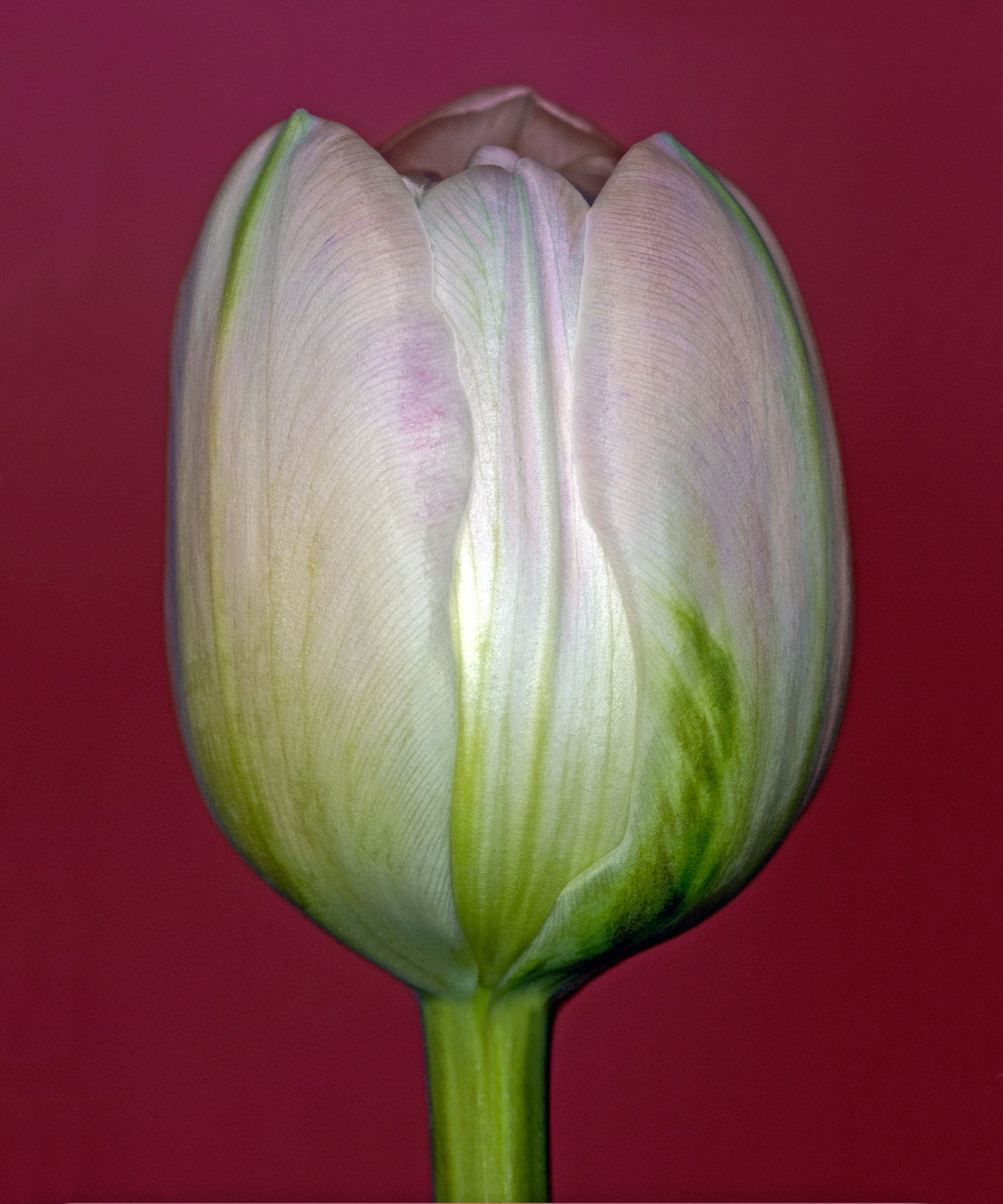 Tulipa 3 Kunstværk af Pauline Snoeijs - Unikt Design