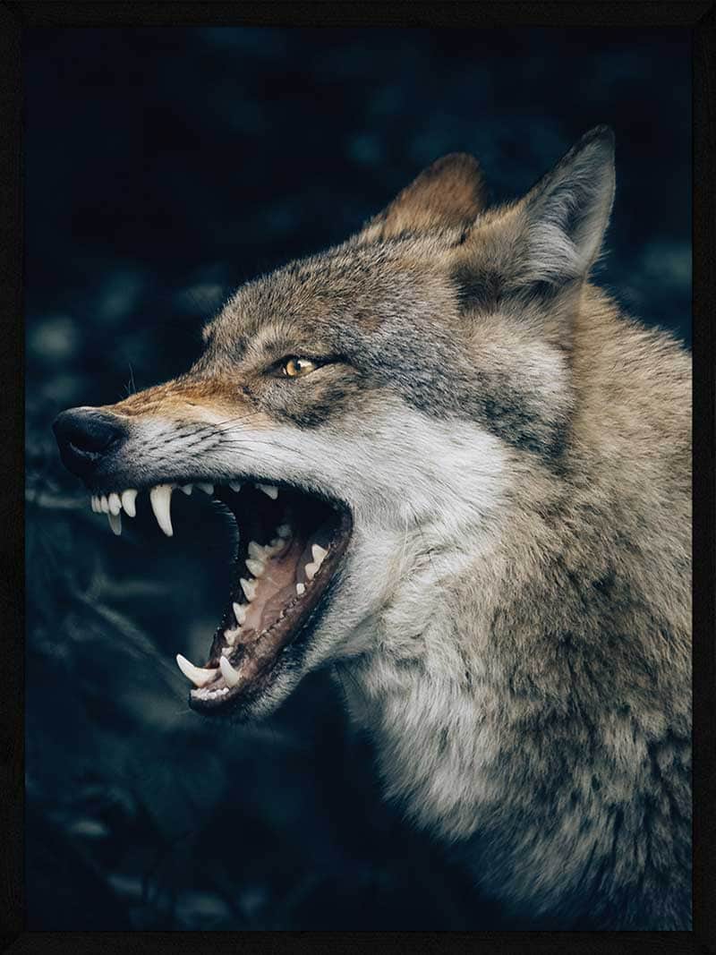 Ulv i Skov - Plakat af Smuk Ulv til Væggen