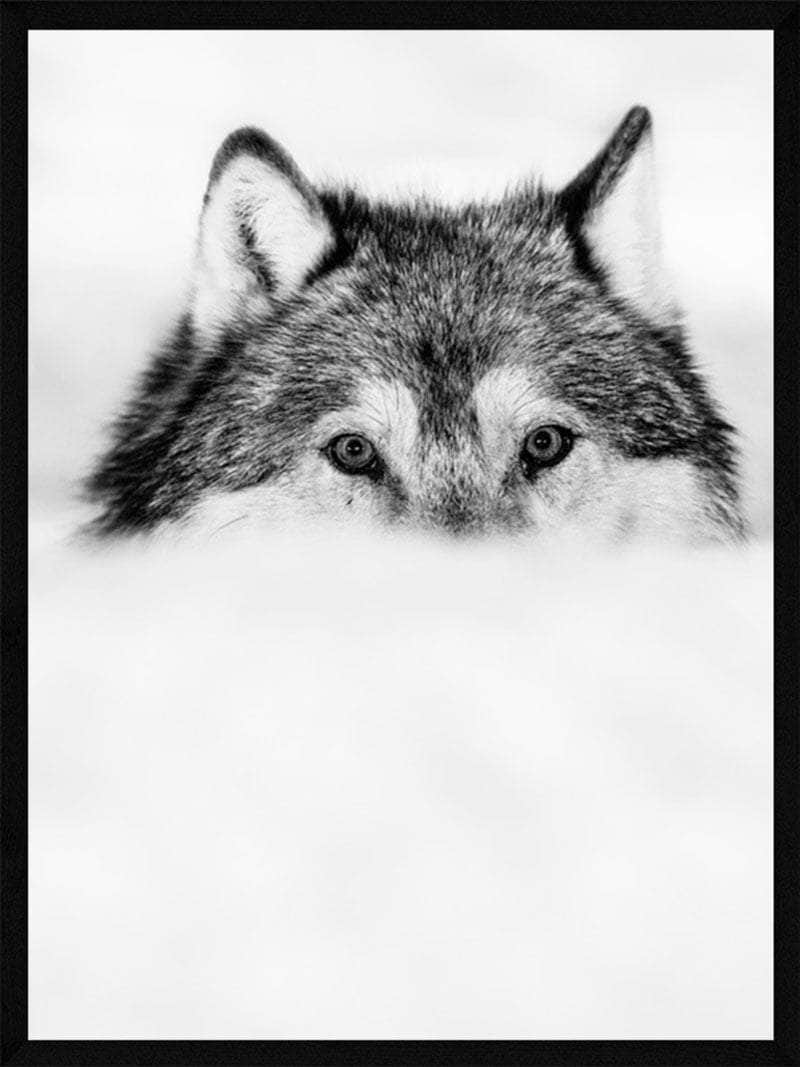 Ulv Plakat - Smuk Naturkunst fra POSTERSbyUS
