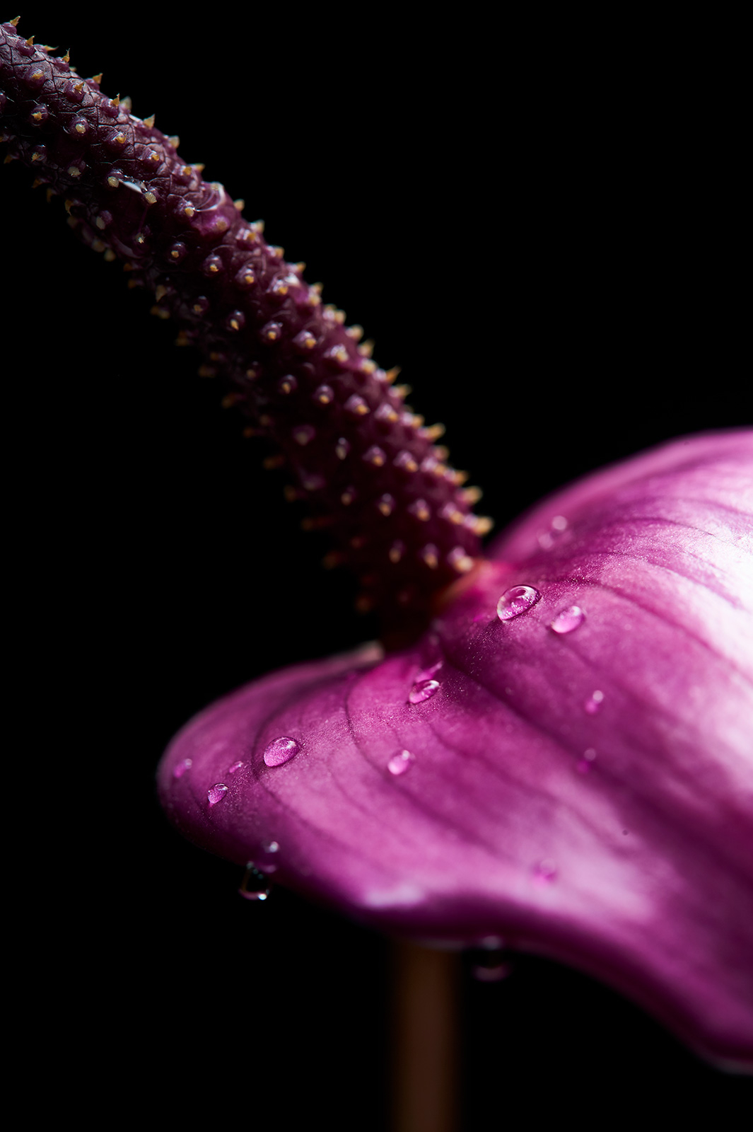Vandtæt Kunstværk af Jakob Evers - Unik Dekoration