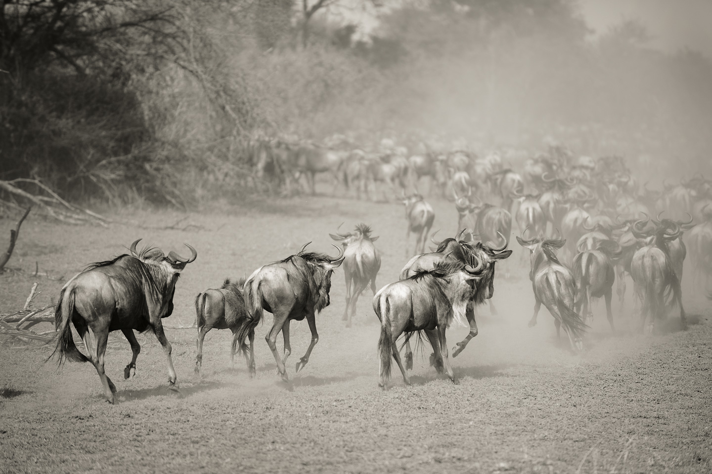 Wilderbeest i Serengeti - Smukt Kunstværk til Hjemmet
