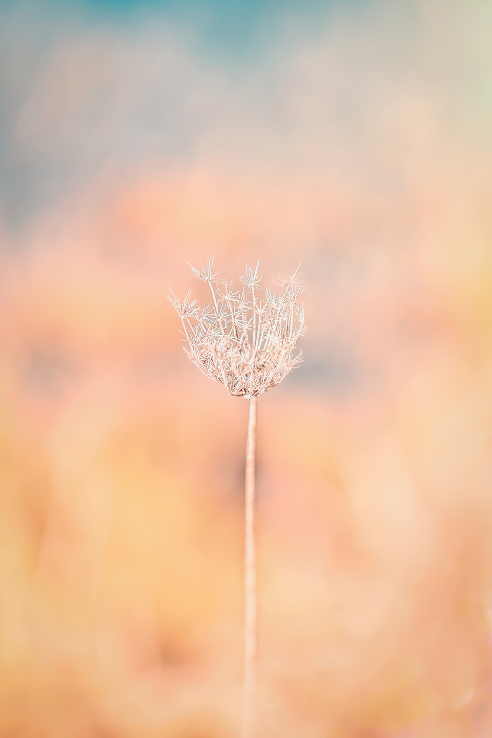 Yndig Fotokunst - Natur & Blomster fra Smukstil By Mea