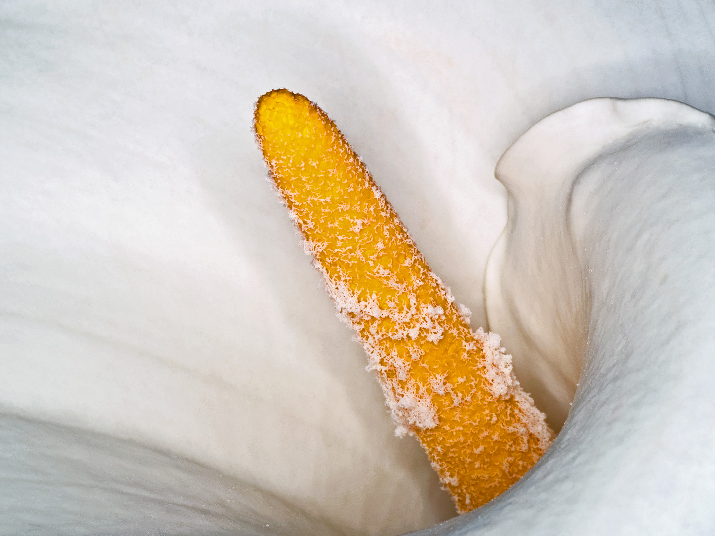 Zantedeschia Aethiopica Kunsttryk - Unik Indretningstilføjelse
