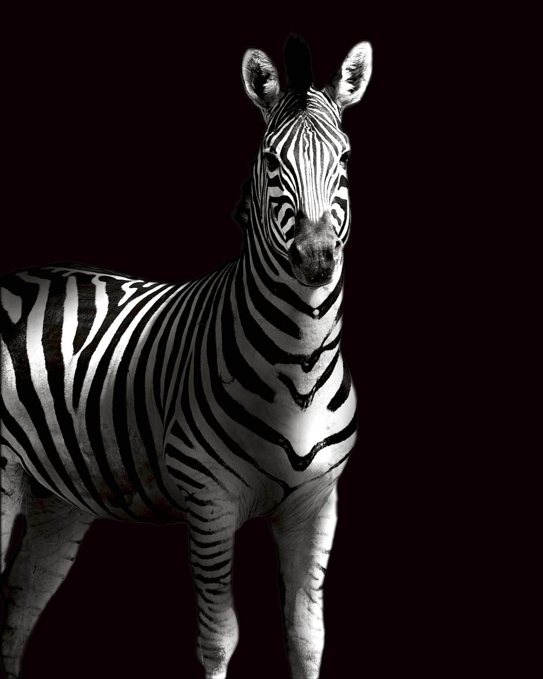 Zebra Plakat i Skygge – Smukt Dyremotiv til Væggen