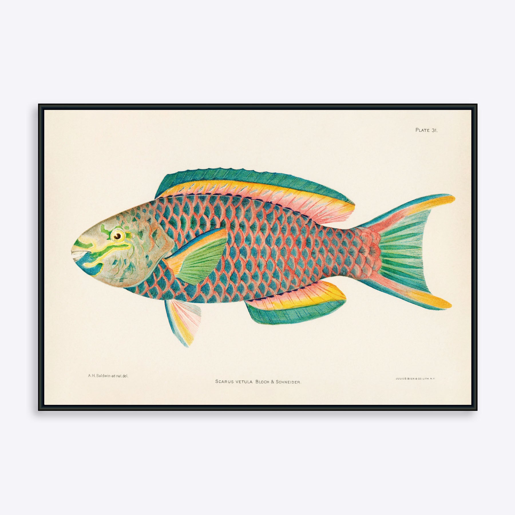 Farverig Scarus Vetula Papegøjefisk Plakat fra Poster Society