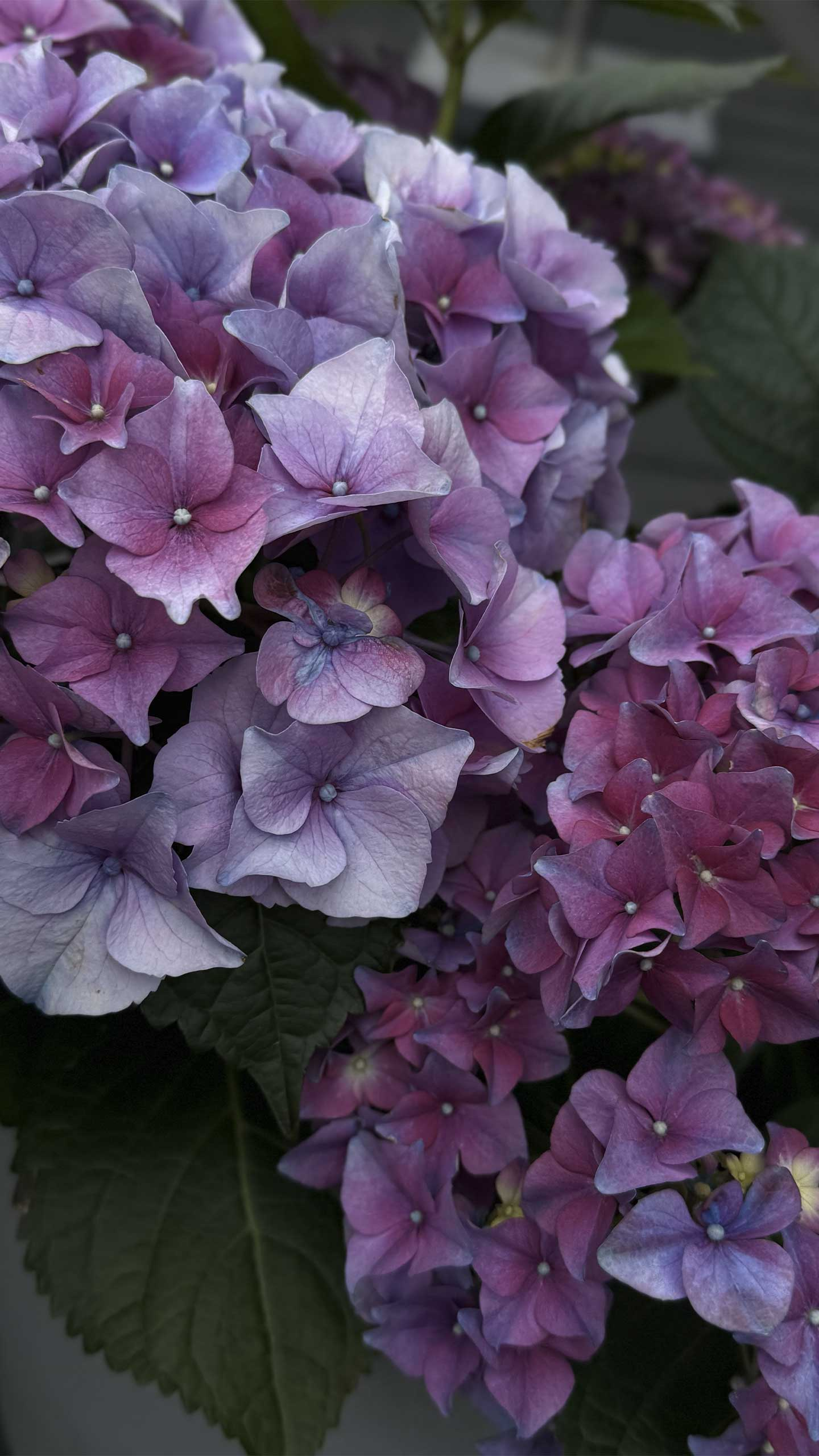 Smukke blomsterbilleder fra Heart Notes – Unik vægkunst