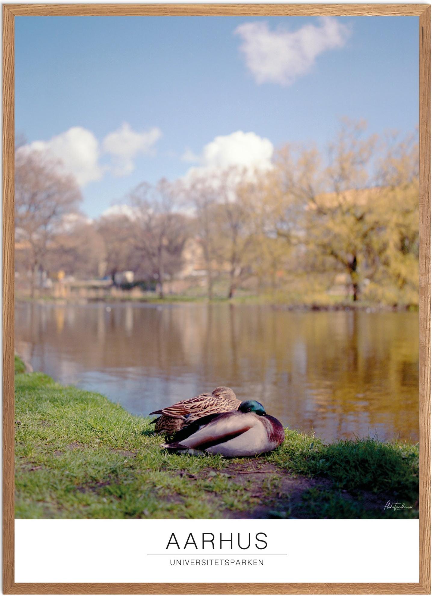 Plakat af Aarhus Universitetspark - Naturplakat til hjemmet