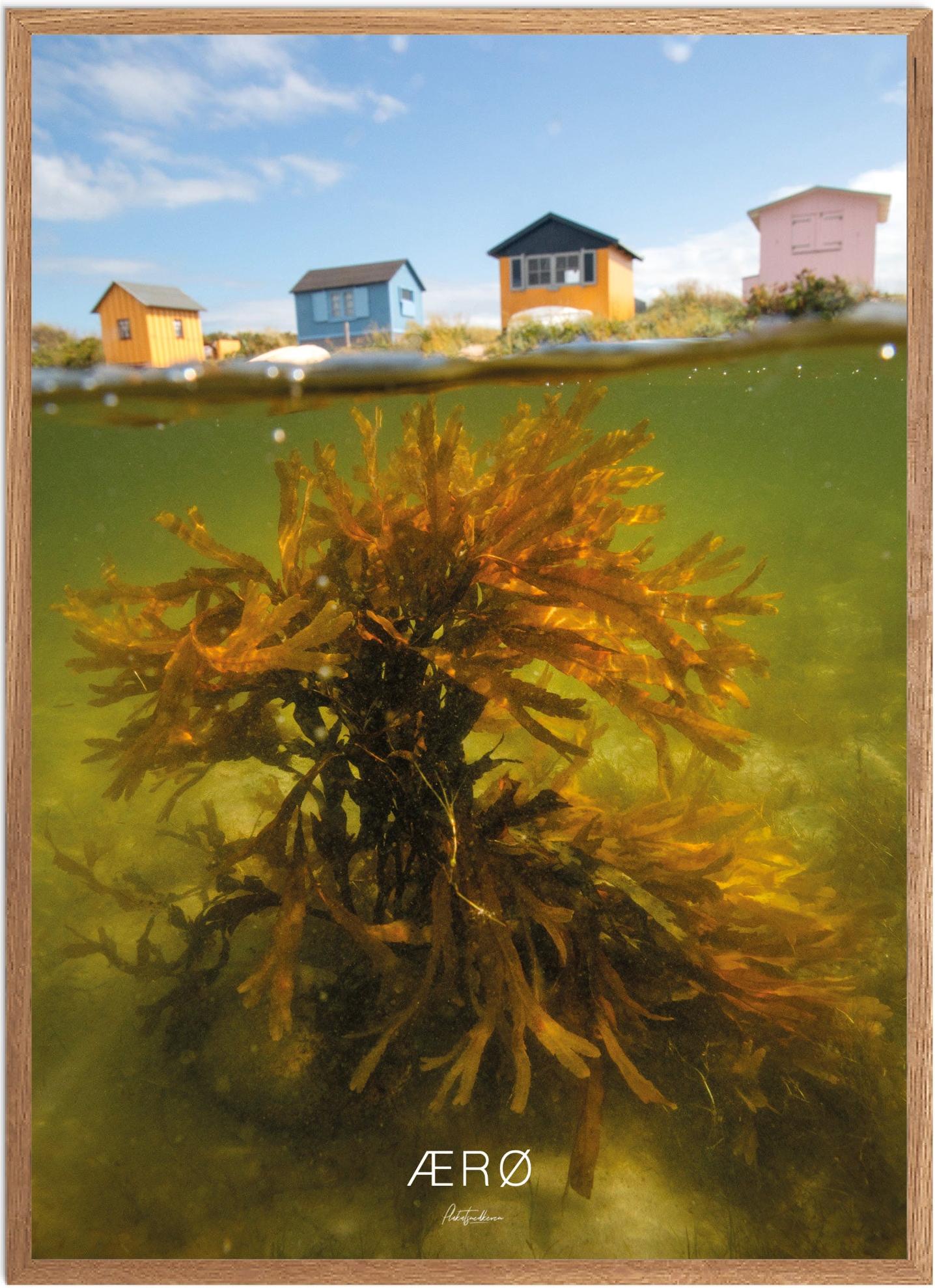 Ærø Naturplakat - Smuk Plakat fra Plakatsnedkeren