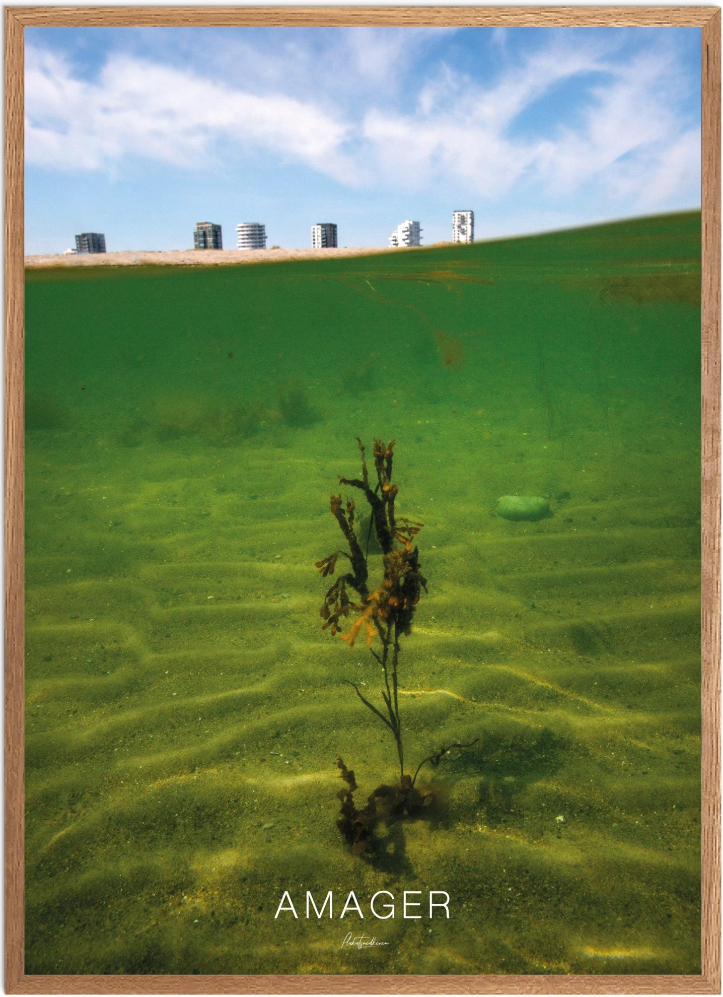 Plakat af Amager Strand | Smuk naturplakat