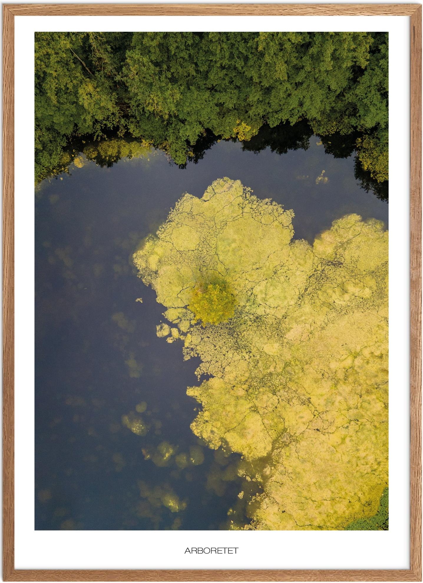 Plakat af Arboretet i Hørsholm | Naturplakat