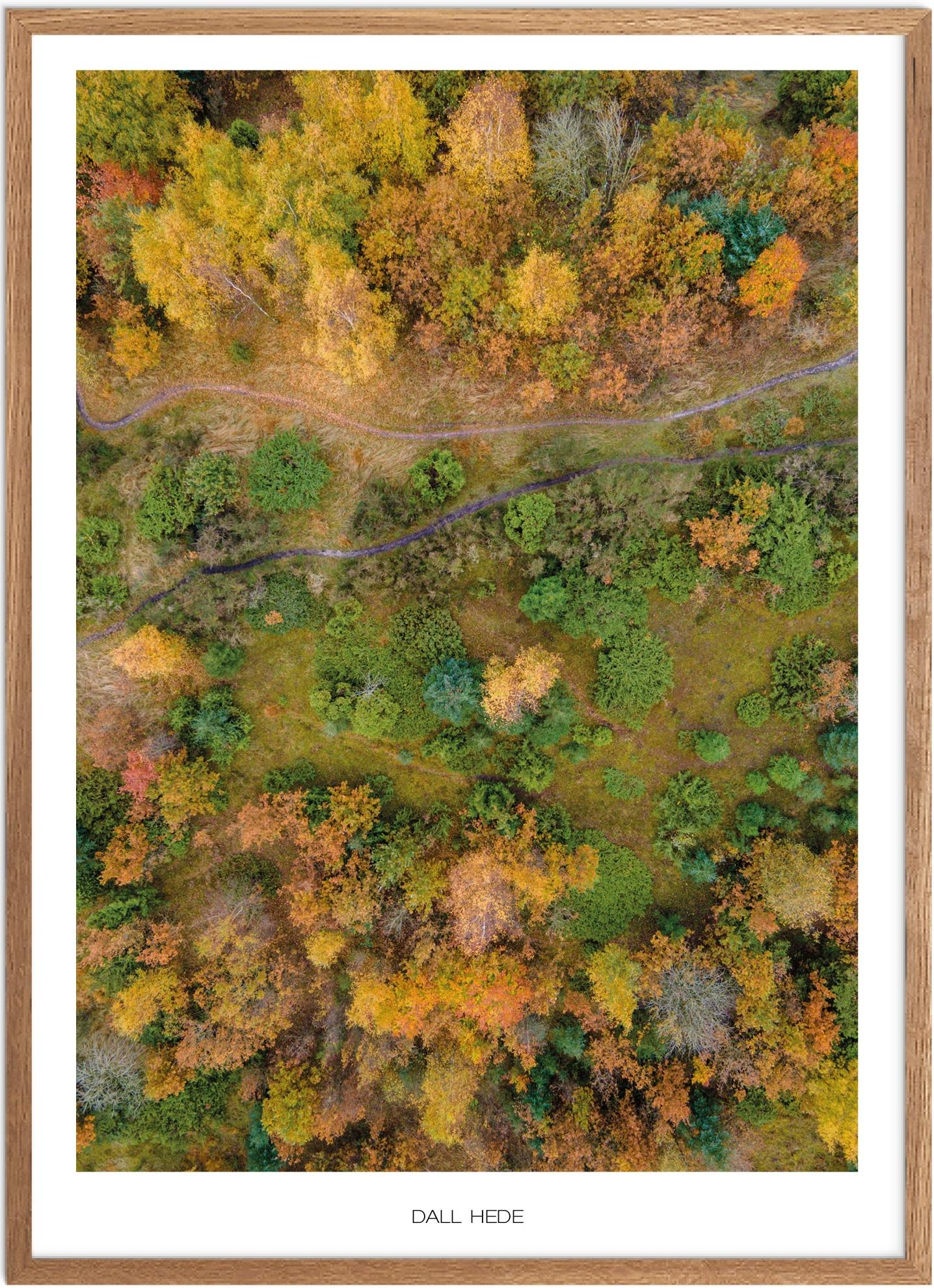 Plakat af Dall Hede - Naturplakat fra Nordjylland