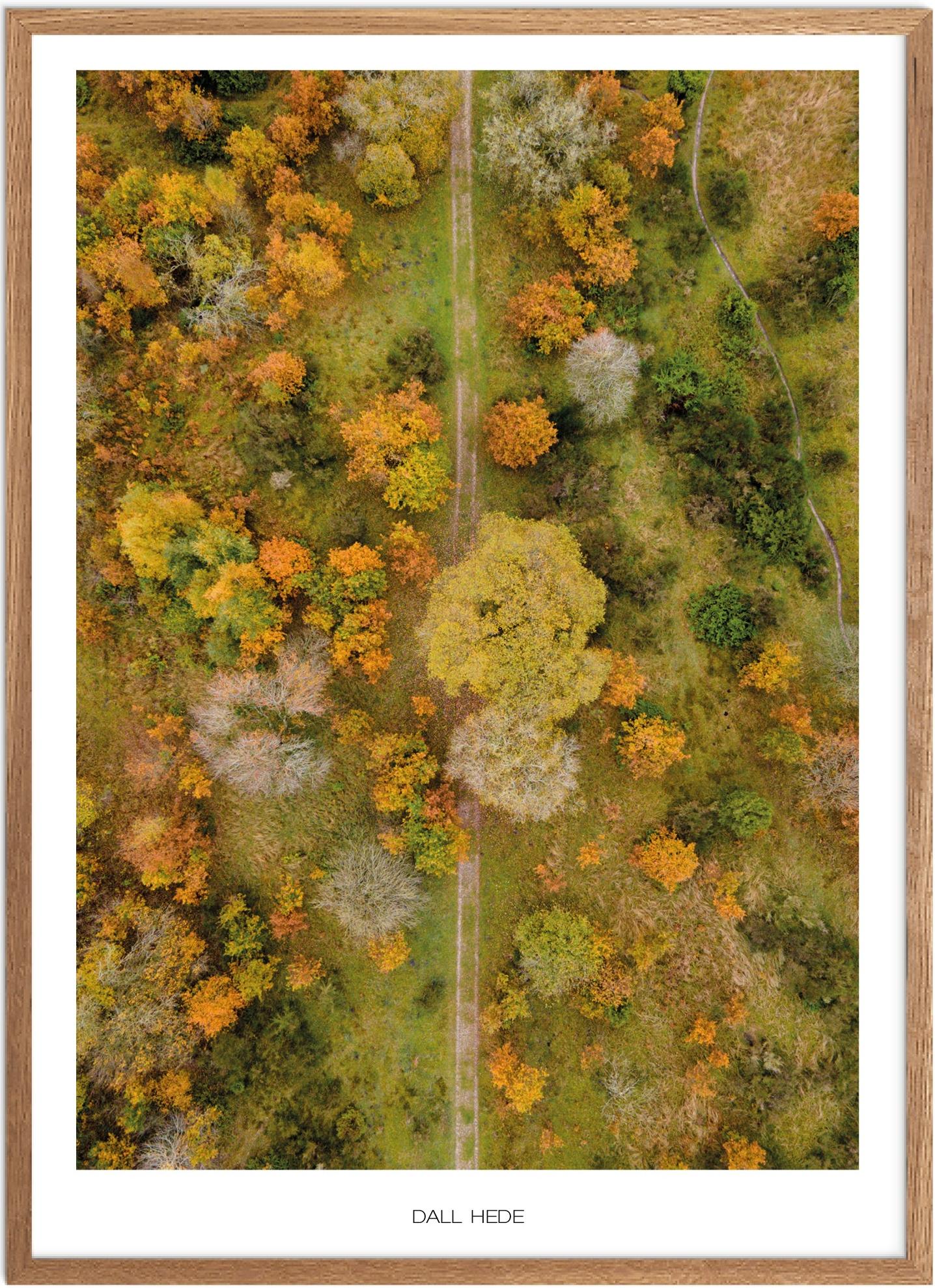 Plakat af Dall Hede – Naturbillede fra Nordjylland